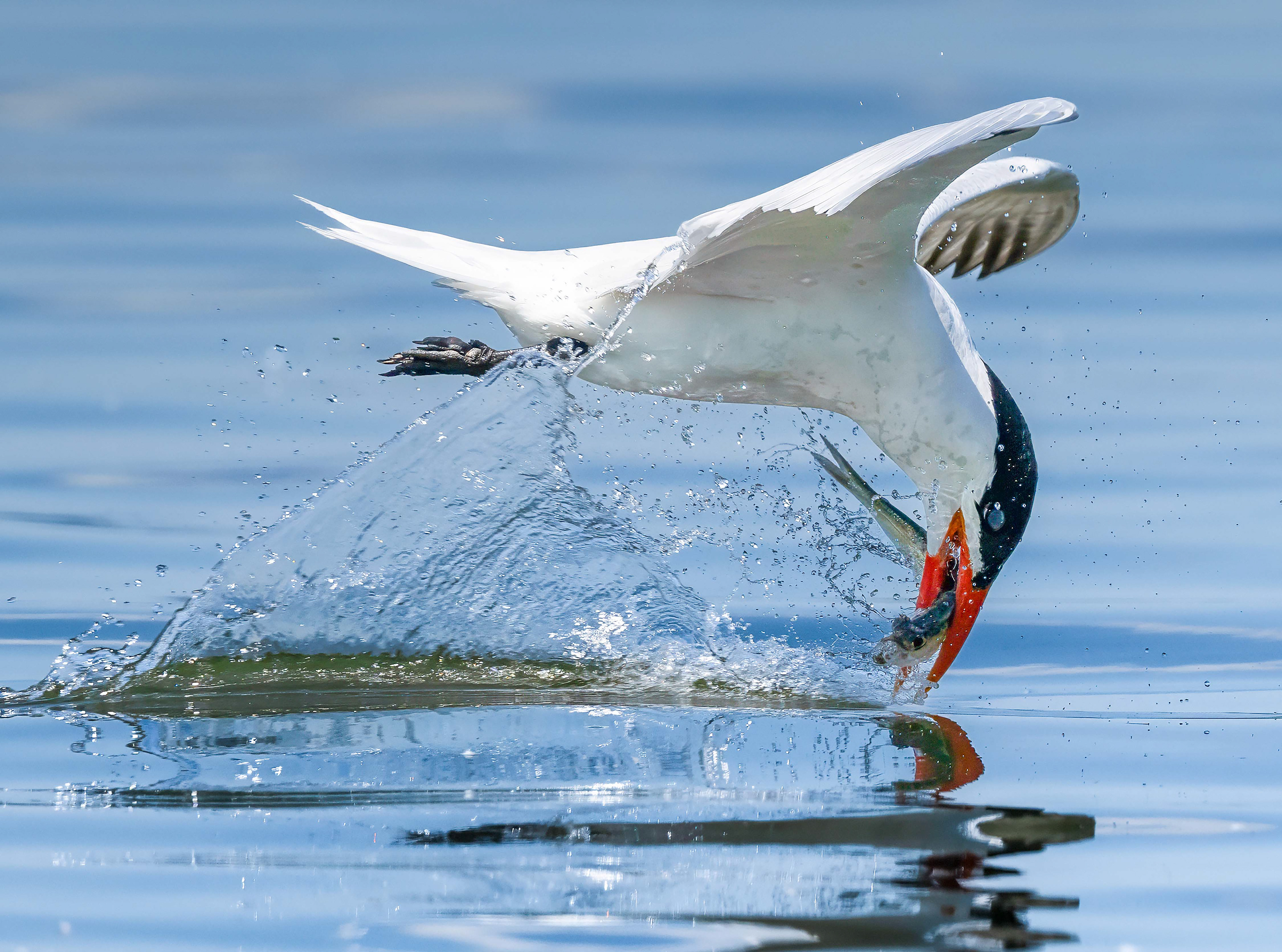 Caspian Tern - Burlington