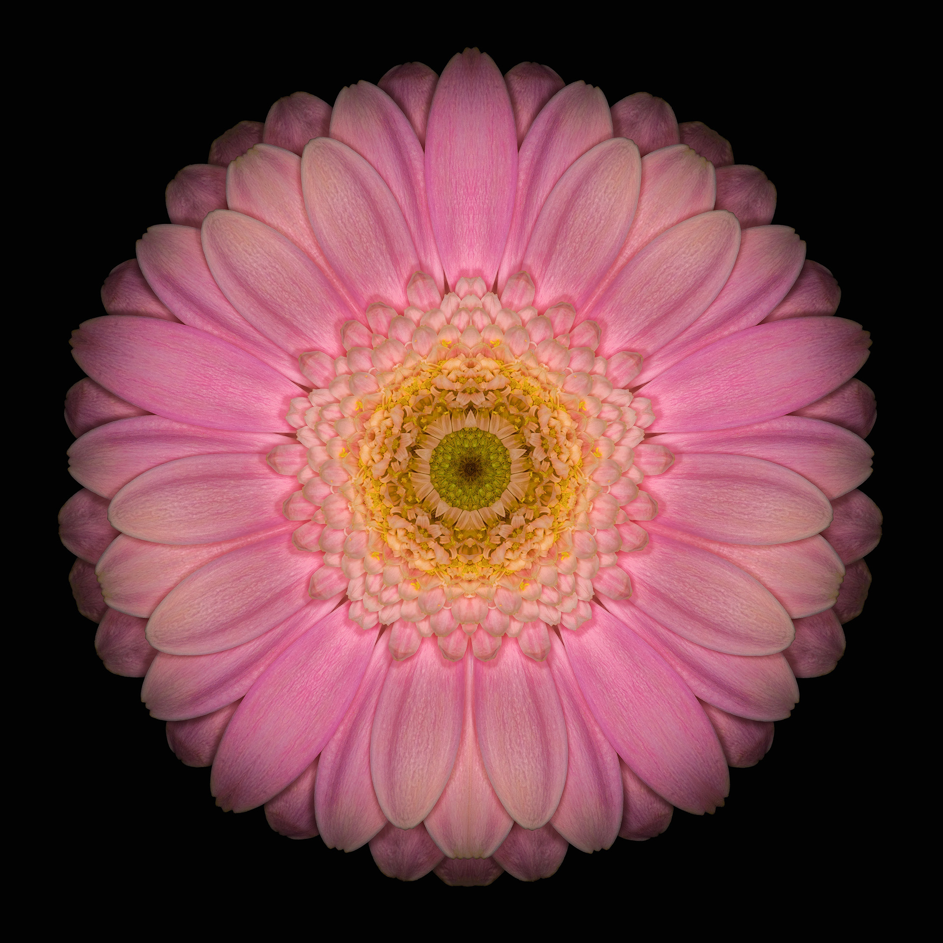 Polar Flowers - Test #10