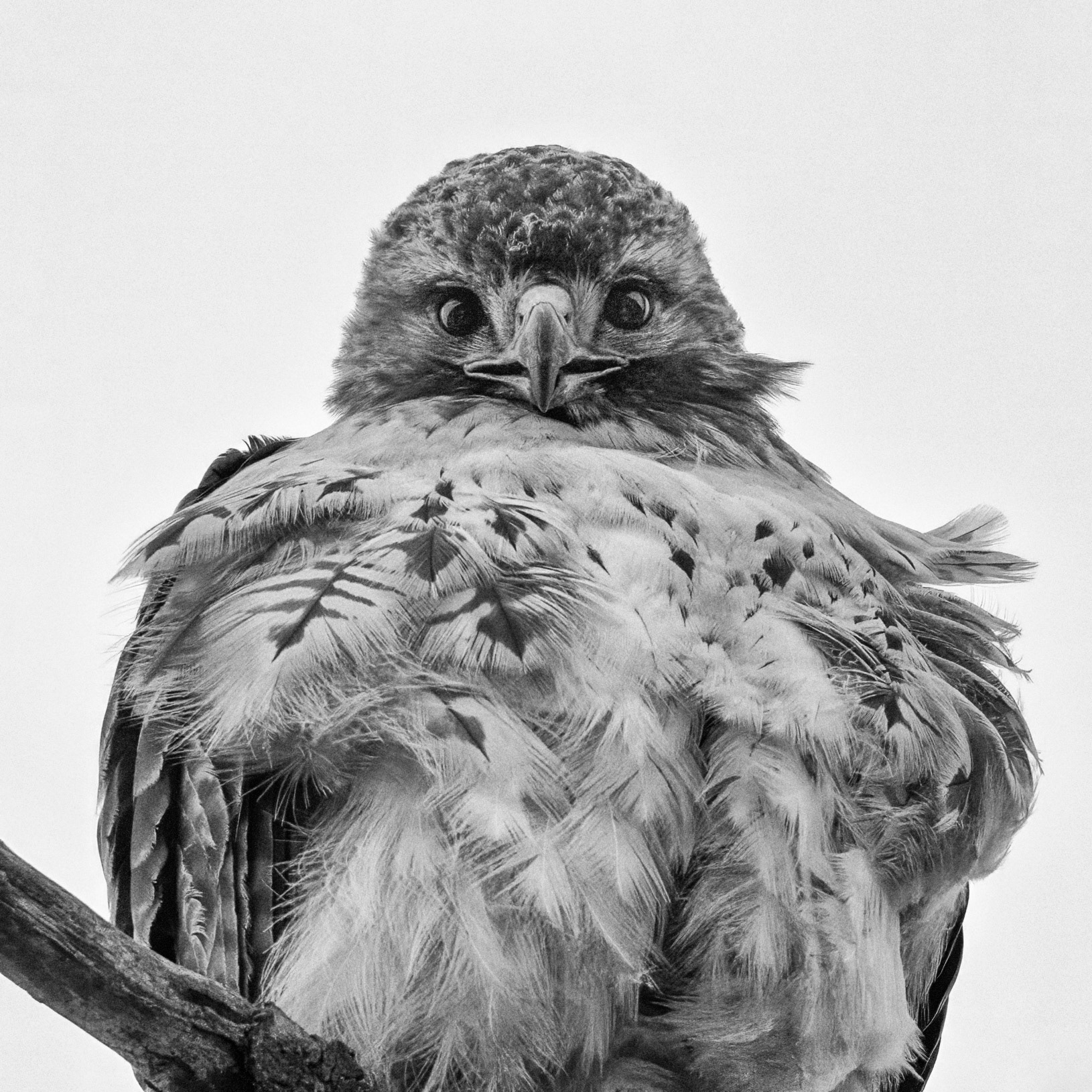 Red-tailed Hawk - Burlington