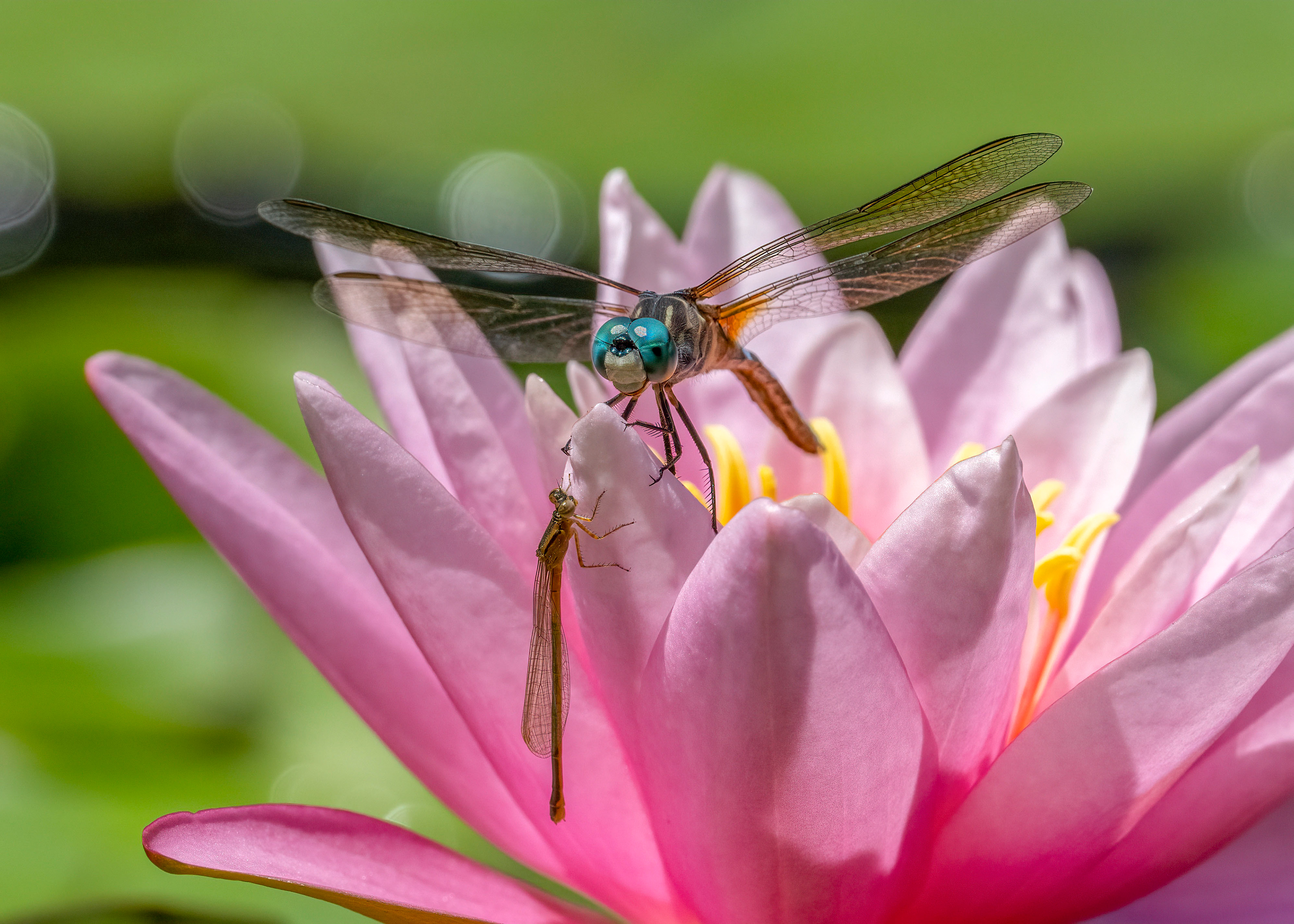 Blue Dasher Dragonfly & Damselfly - RBG
