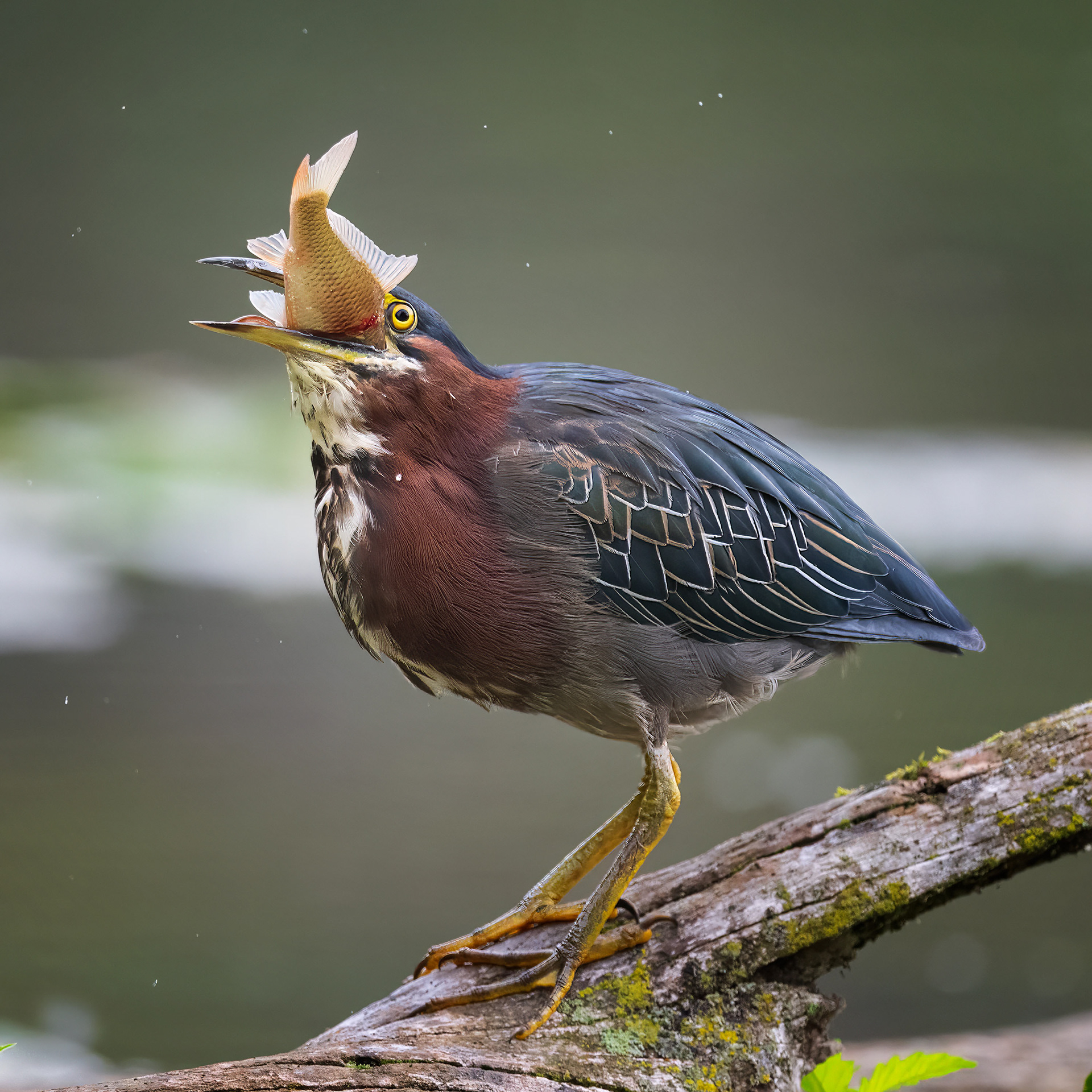 Green Heron - RBG