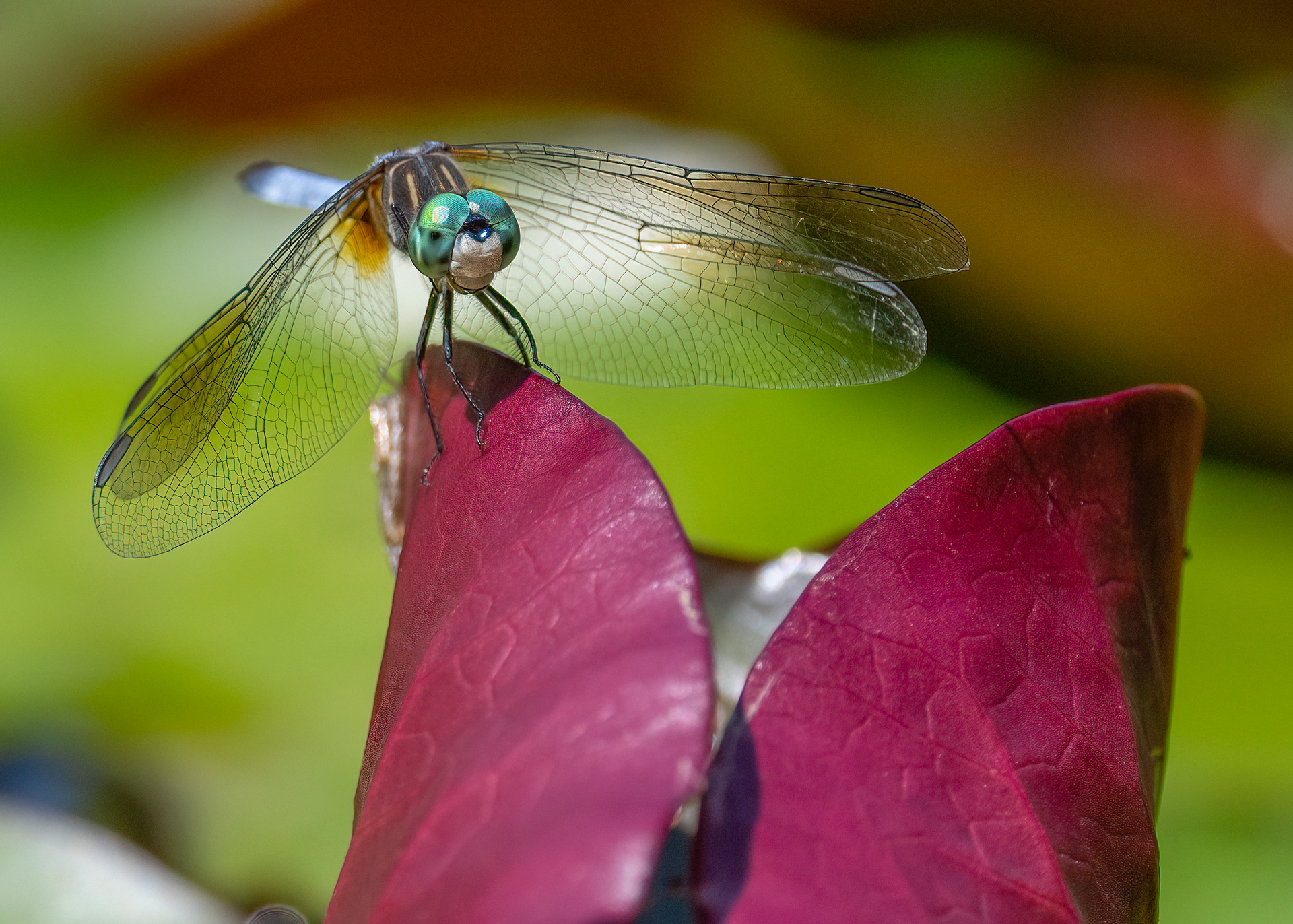 Blue Dasher Dragonfly - RBG