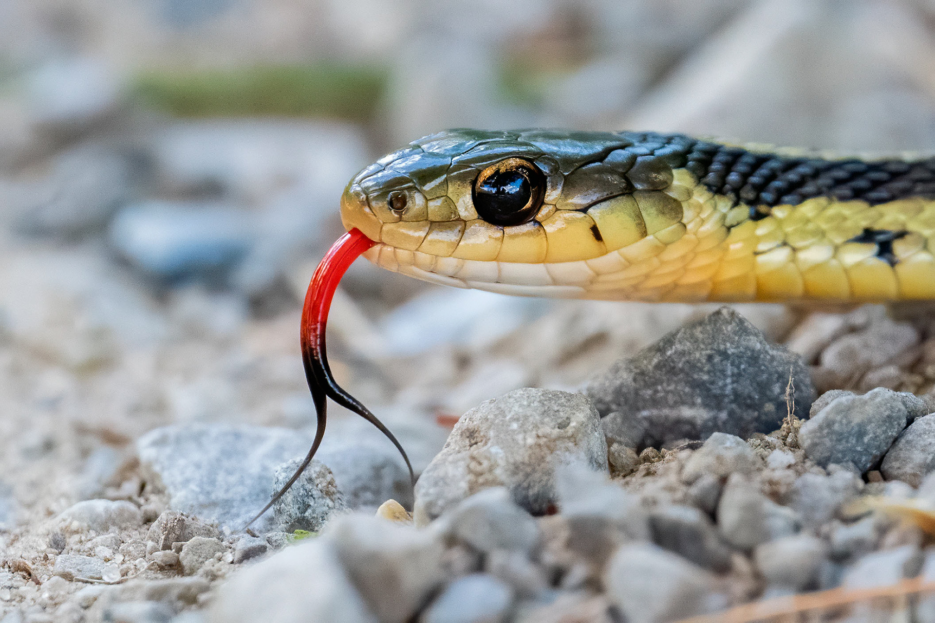 Gartersnake - RBG 