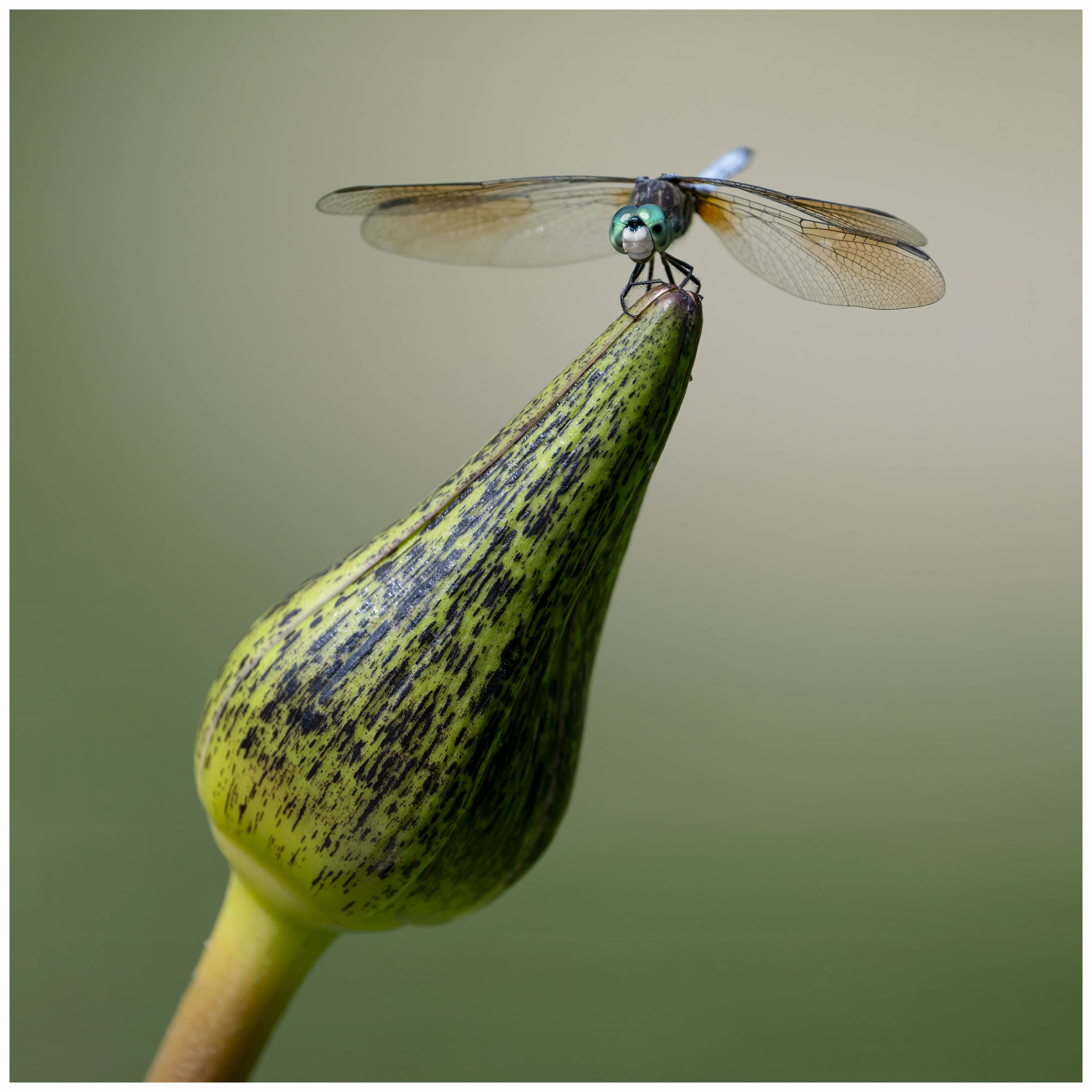 Blue Dasher - RBG