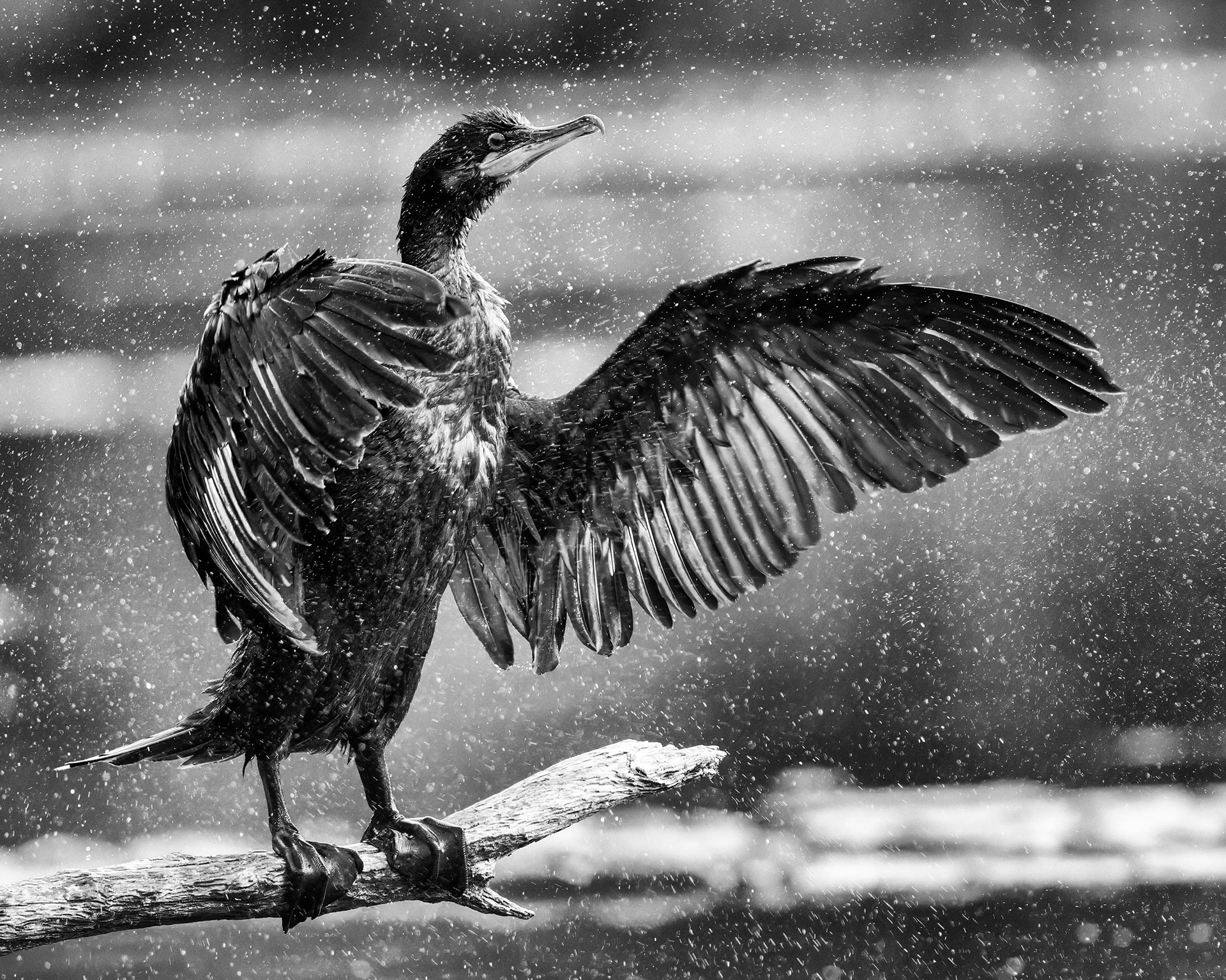 Double-crested Cormorant - RBG