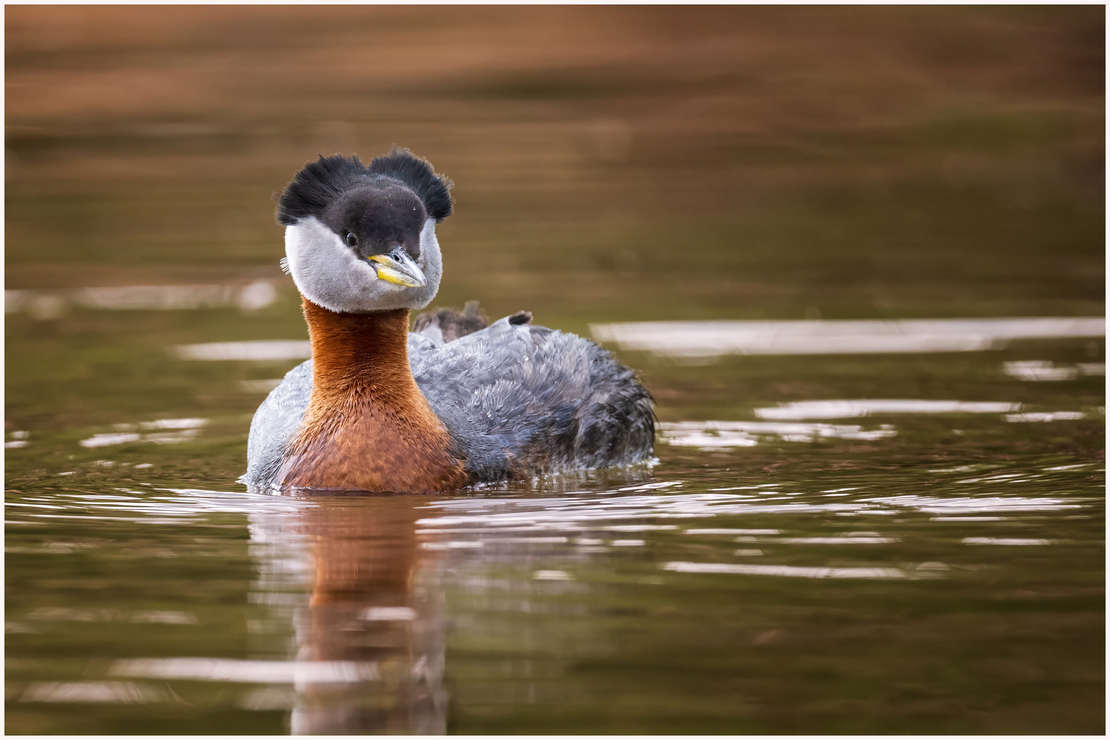 Red-necked Grebe (male) - Oakville