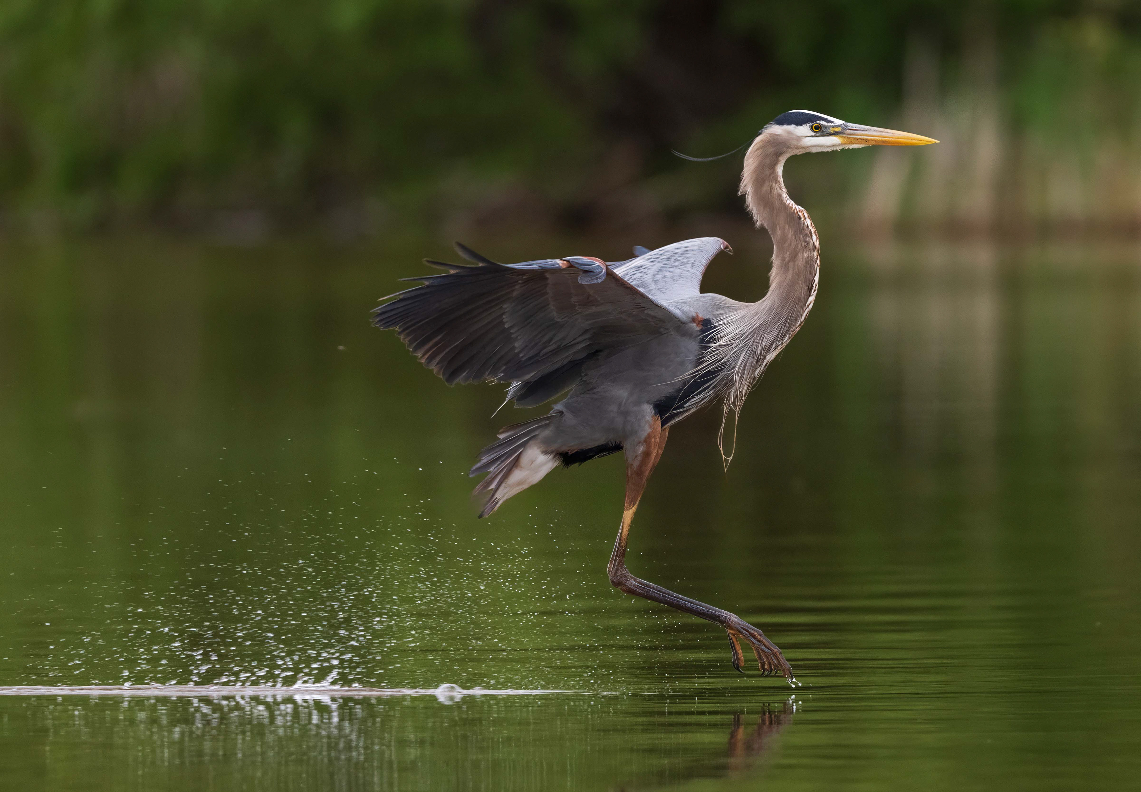 Great Blue Heron - RBG