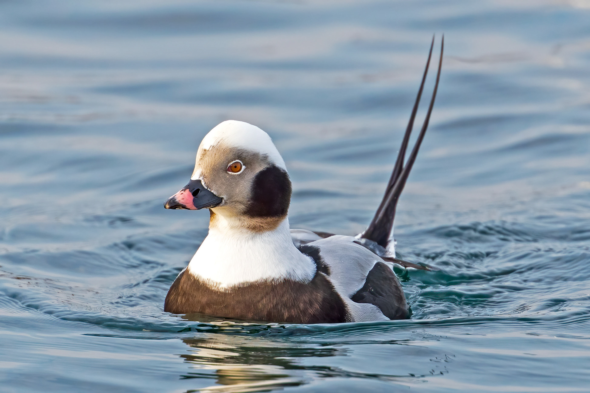 Long-Tailed Duck - Burlington
