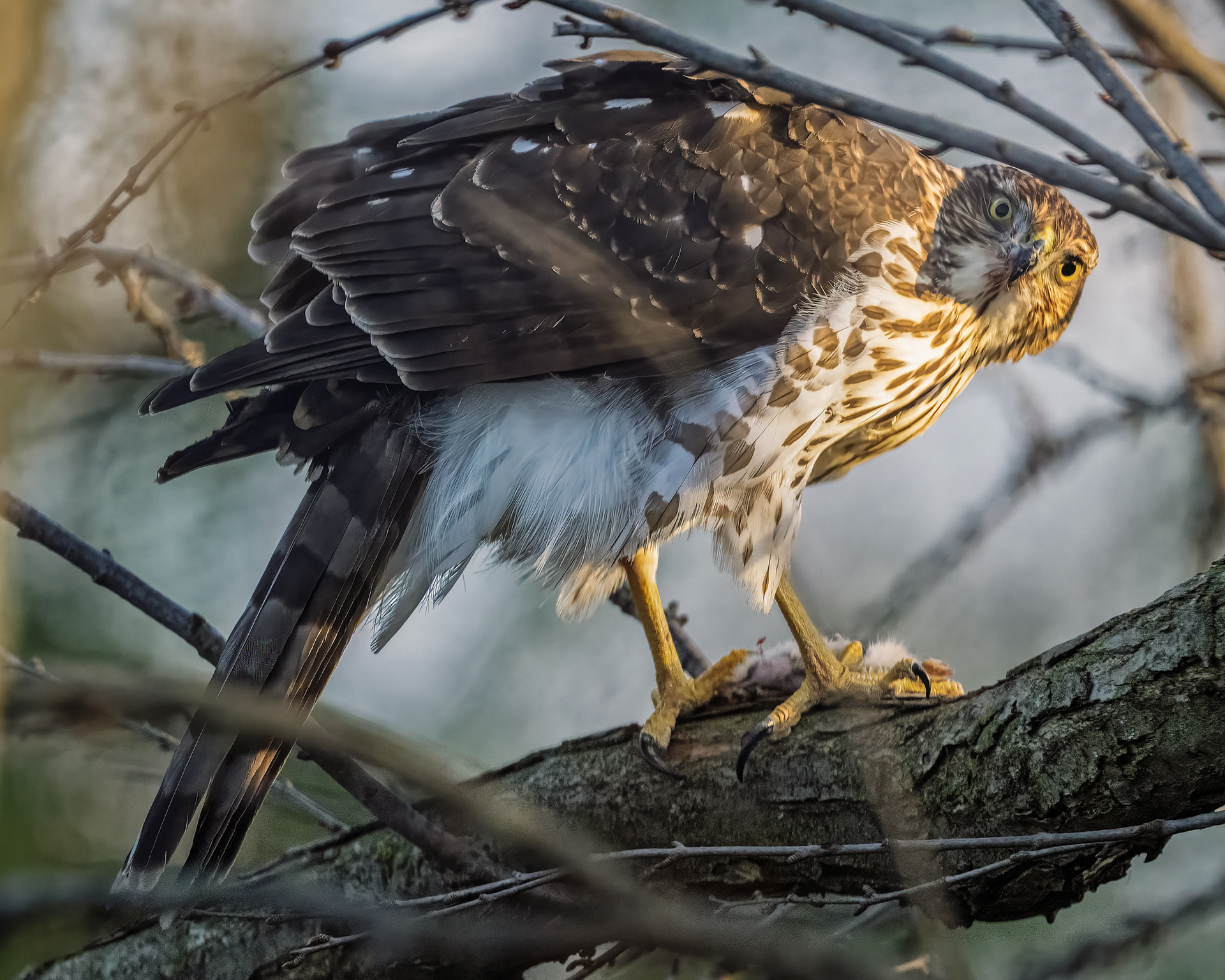 Cooper's Hawk - Burlington