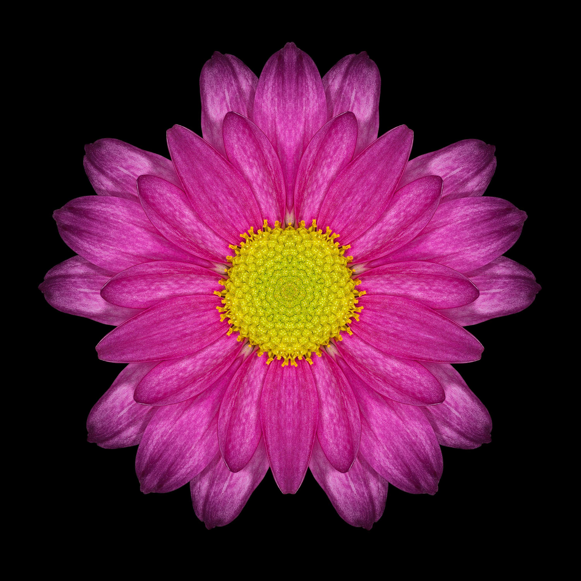 Polar Flowers - Test #8