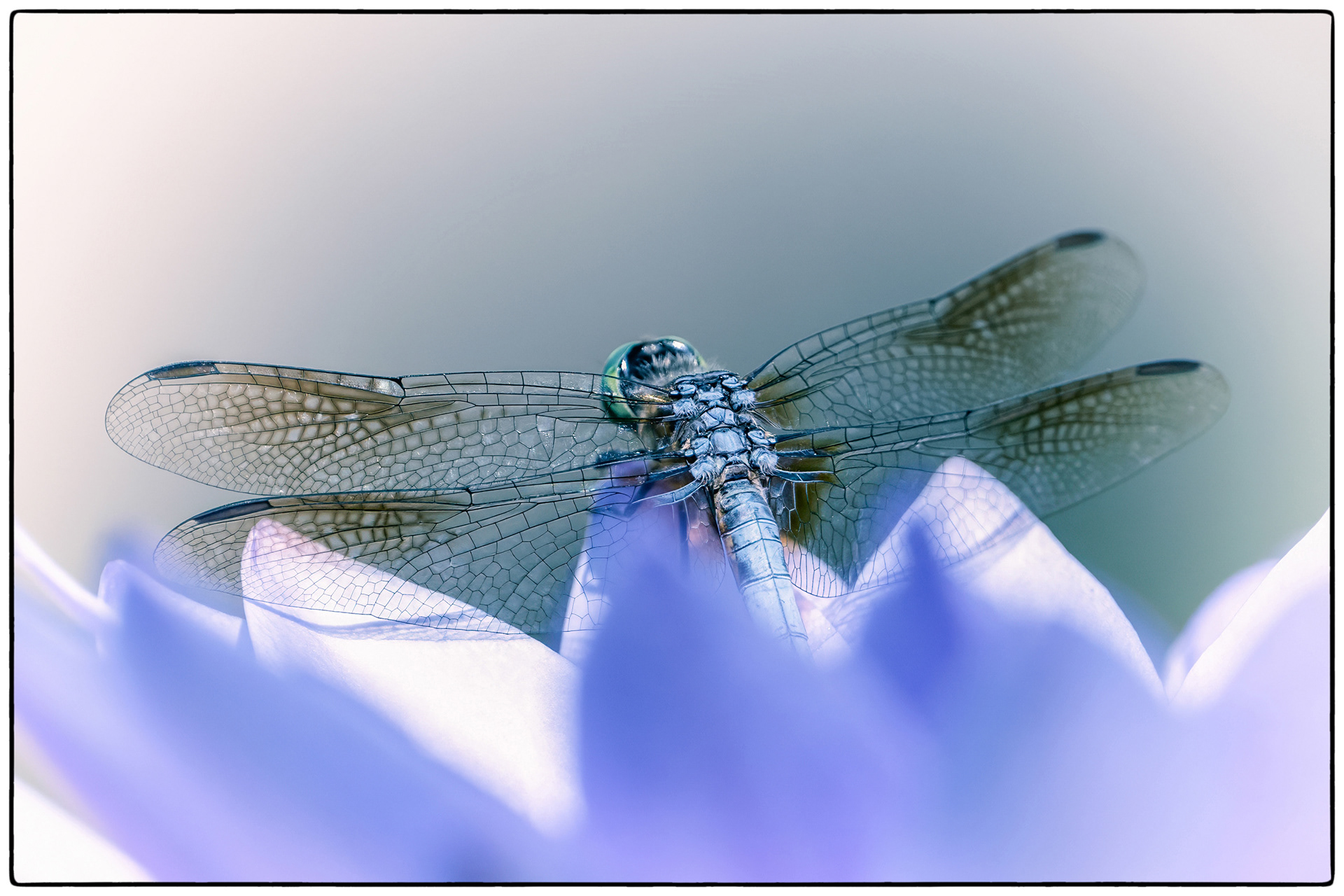 Blue Dasher - RBG