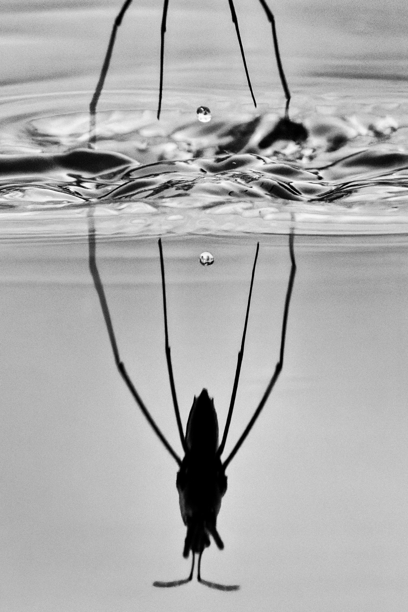 Water Strider - RBG