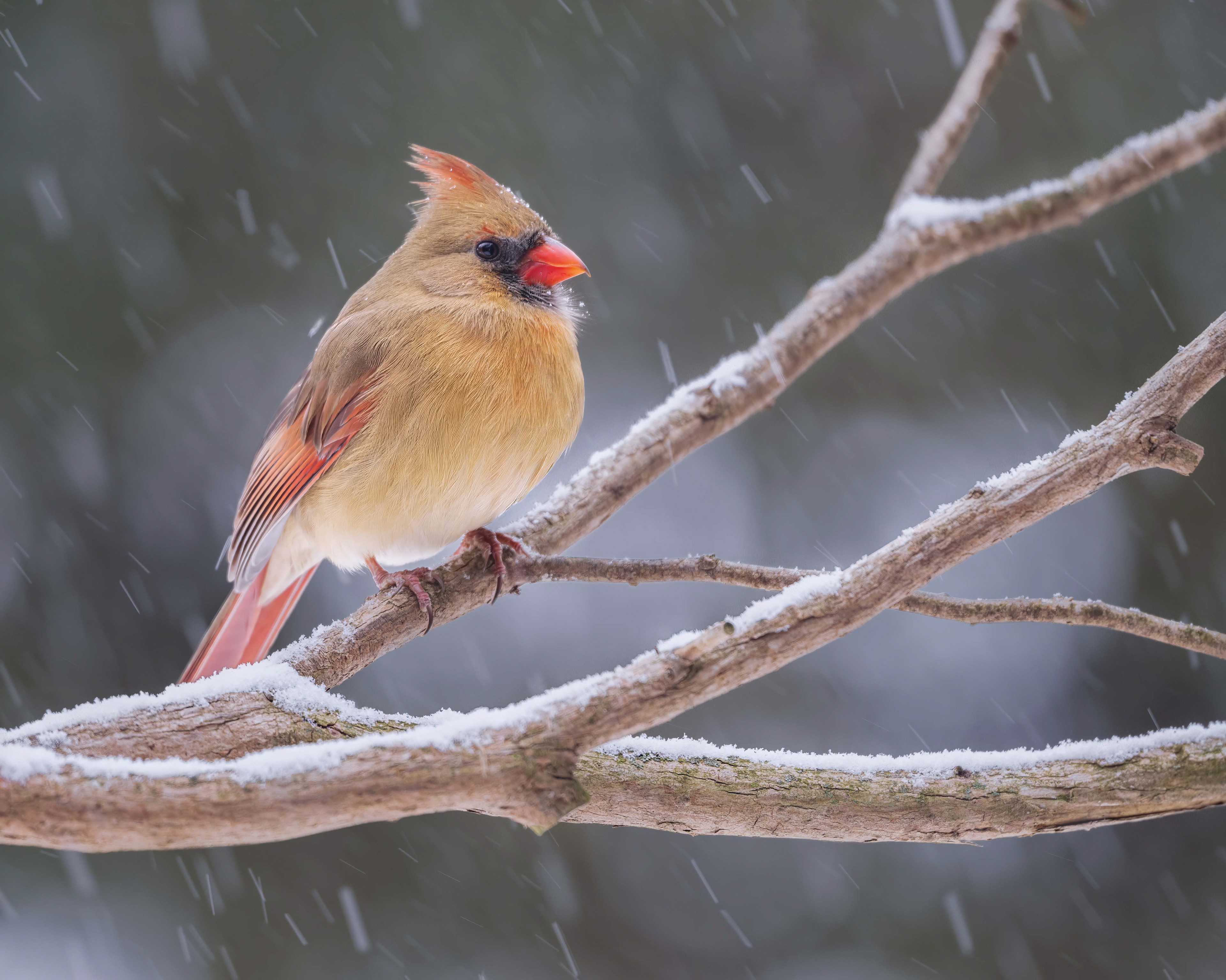 Northern Cardinal (female) - Burlington