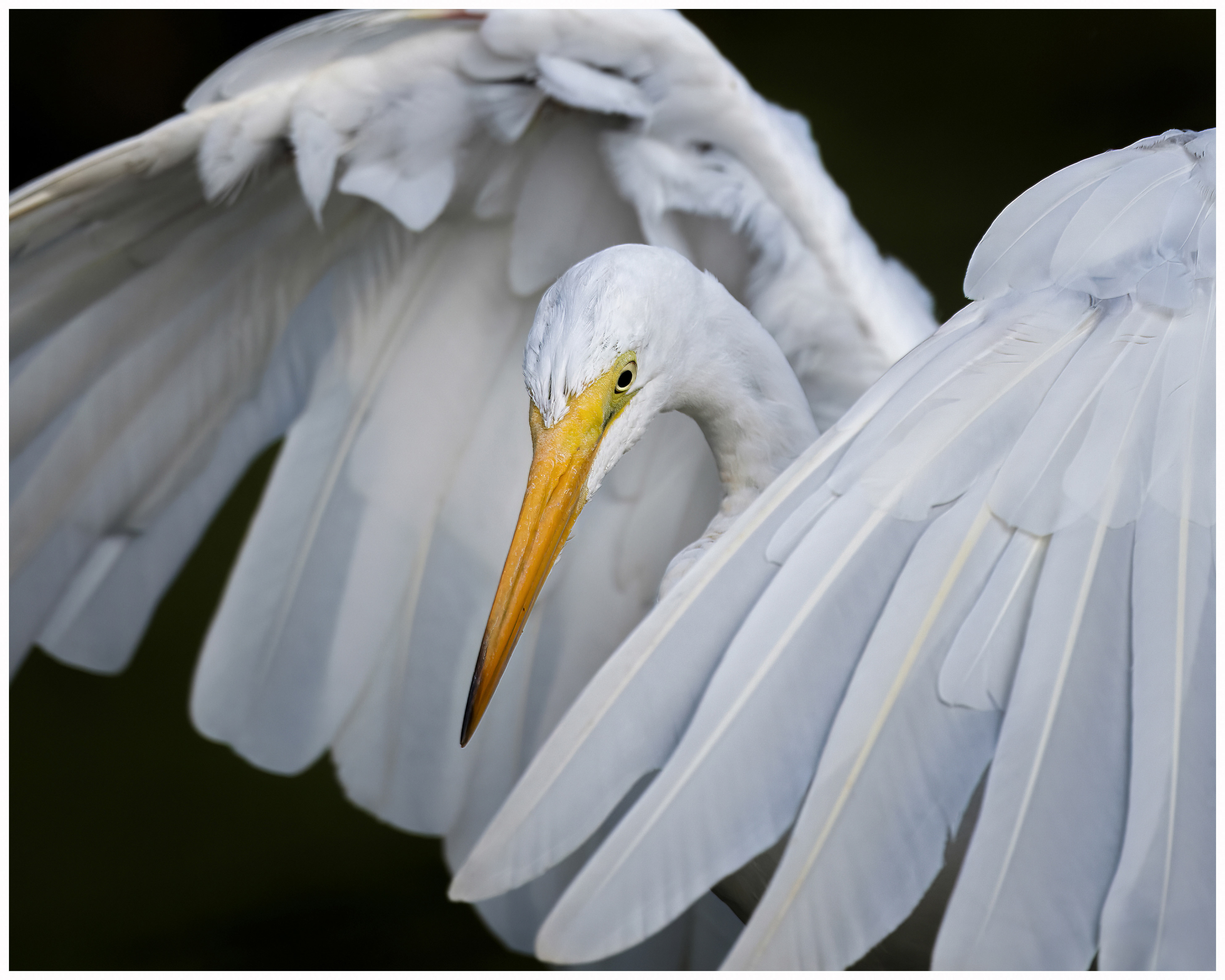 Great White Egret - RBG