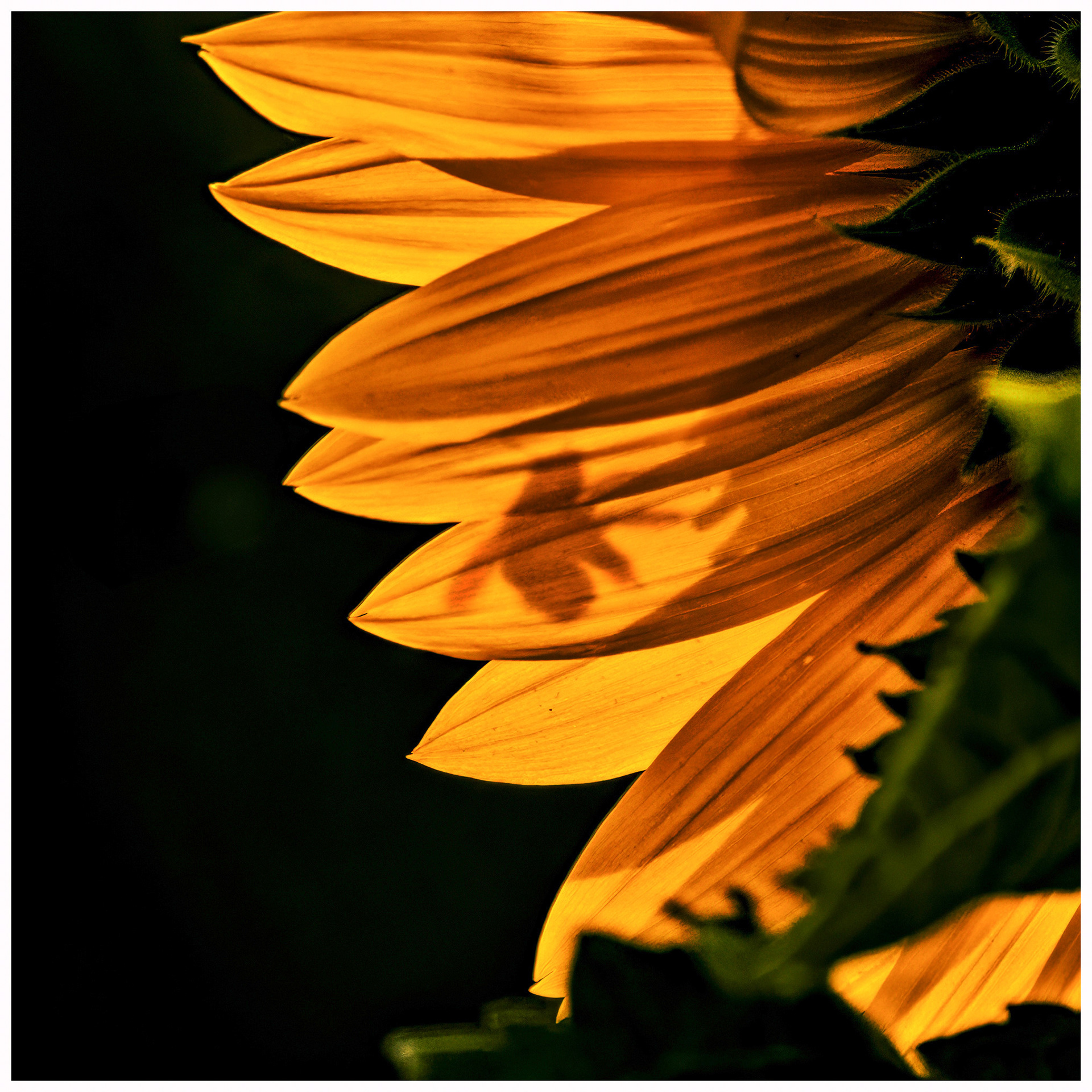 Shadow Bee - Burlington