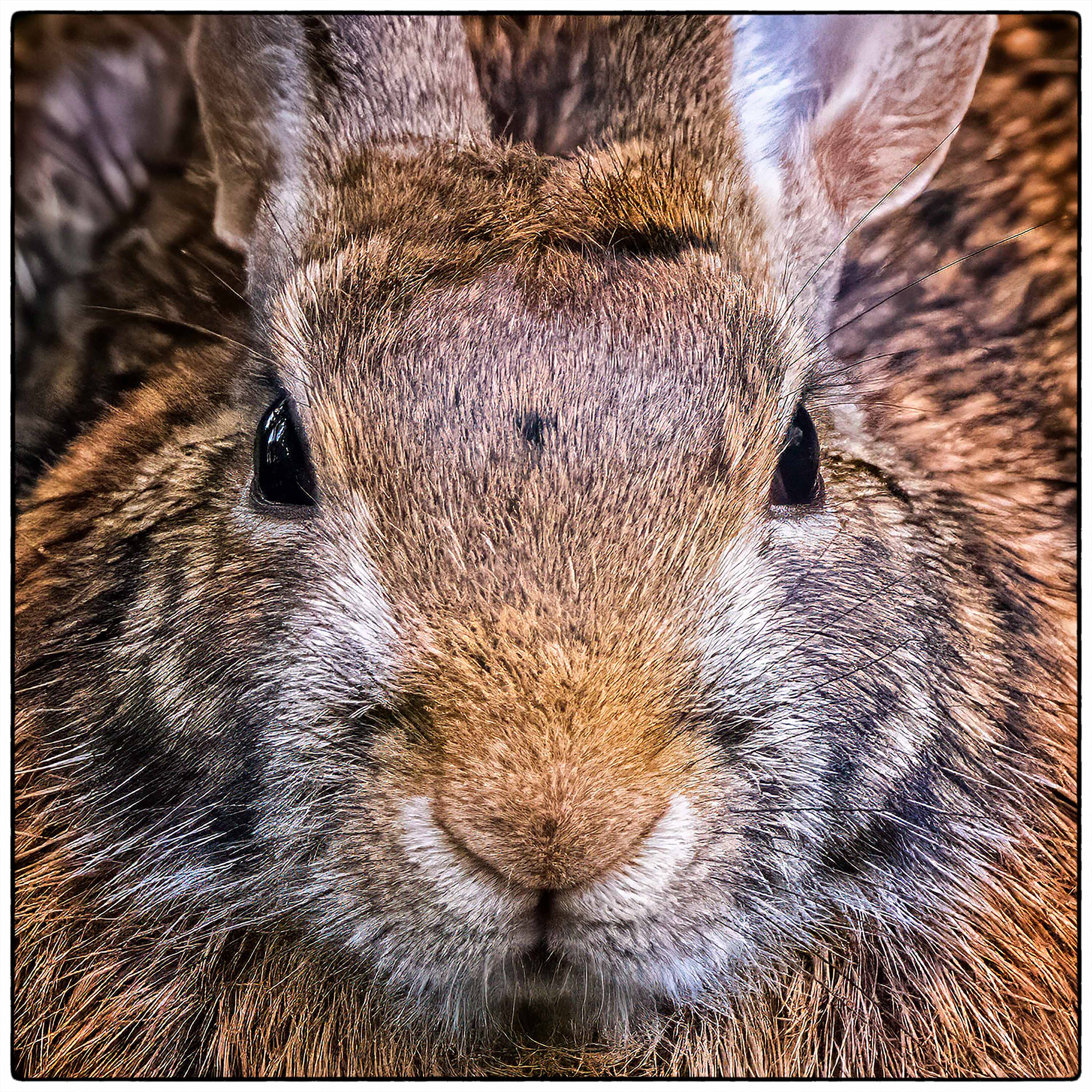 Eastern Cottontail - Burlington