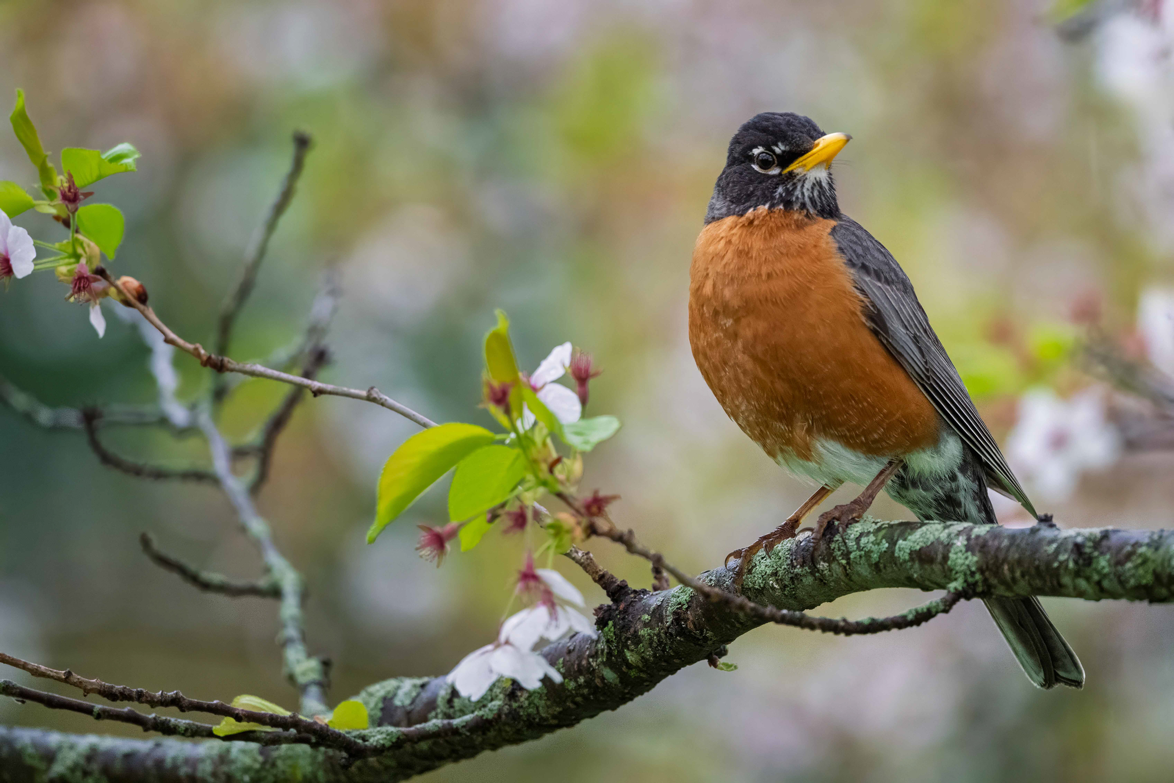 American Robin - RBG