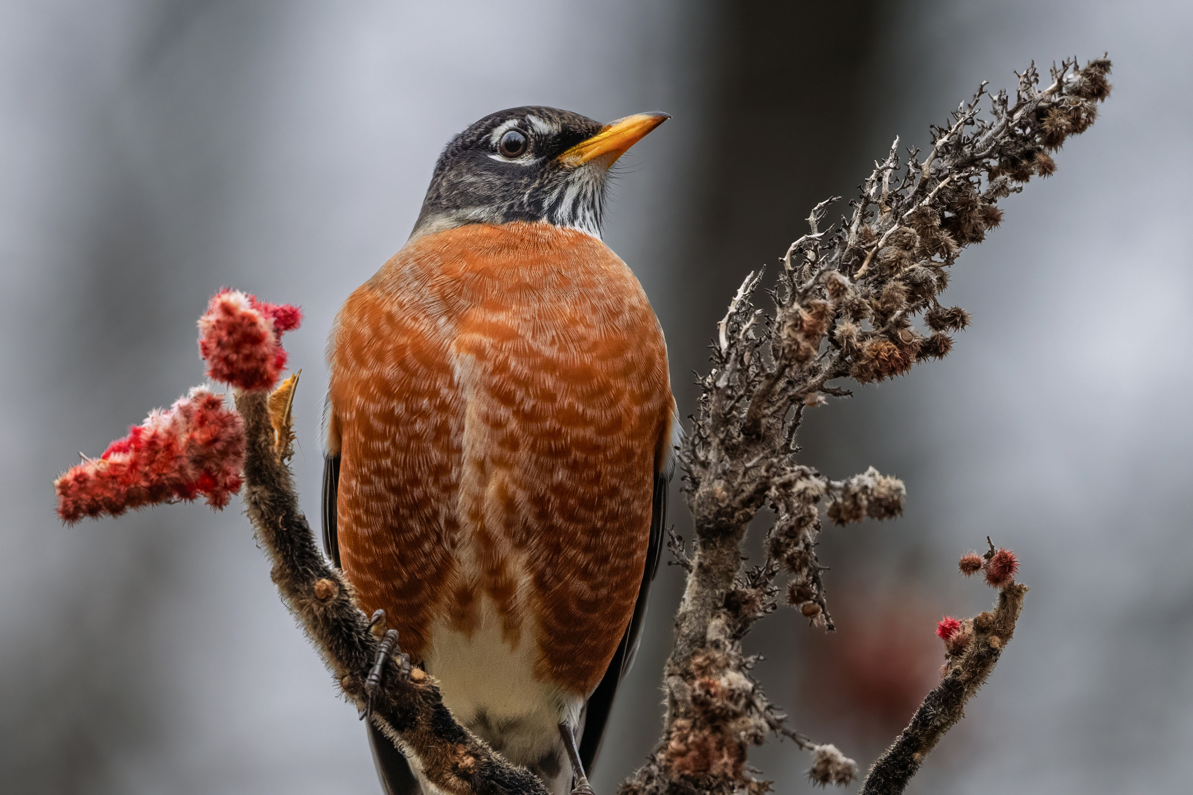 American Robin - Shell Park