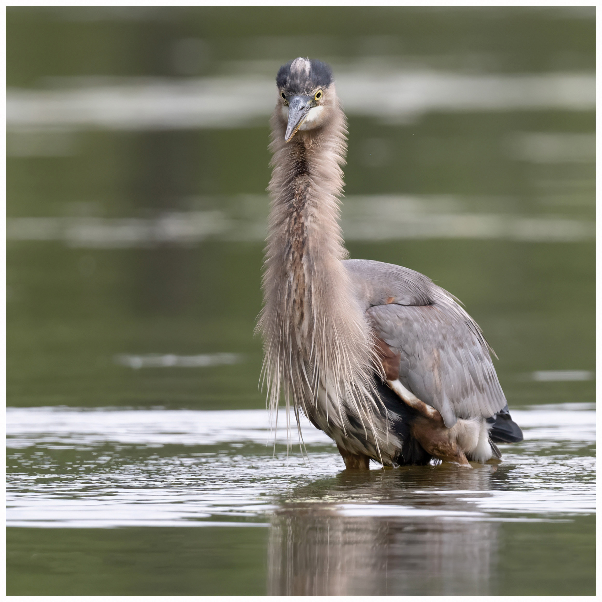 Great Blue Heron - RBG