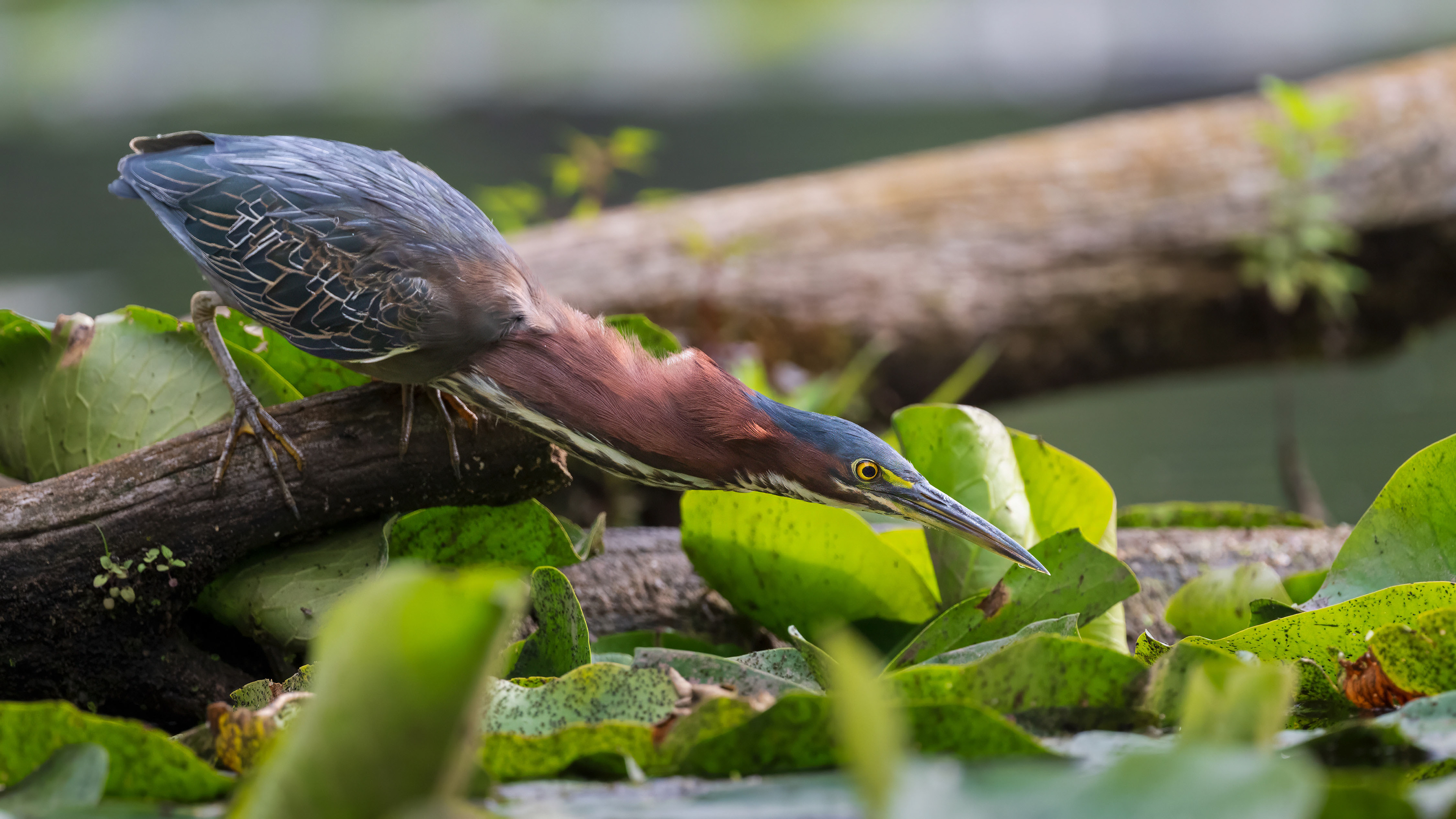 Green Heron - RBG