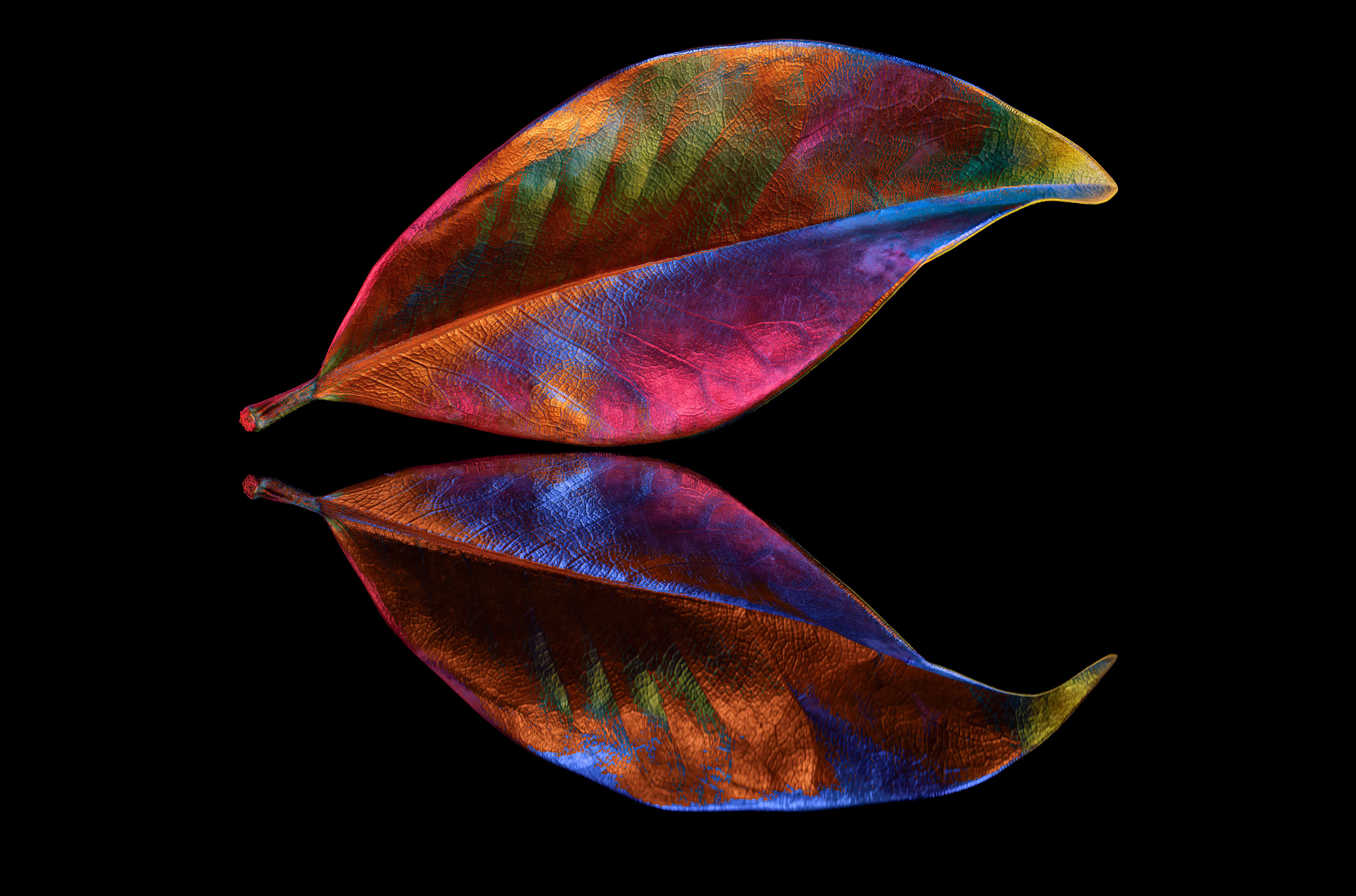Light Painting Leaf
