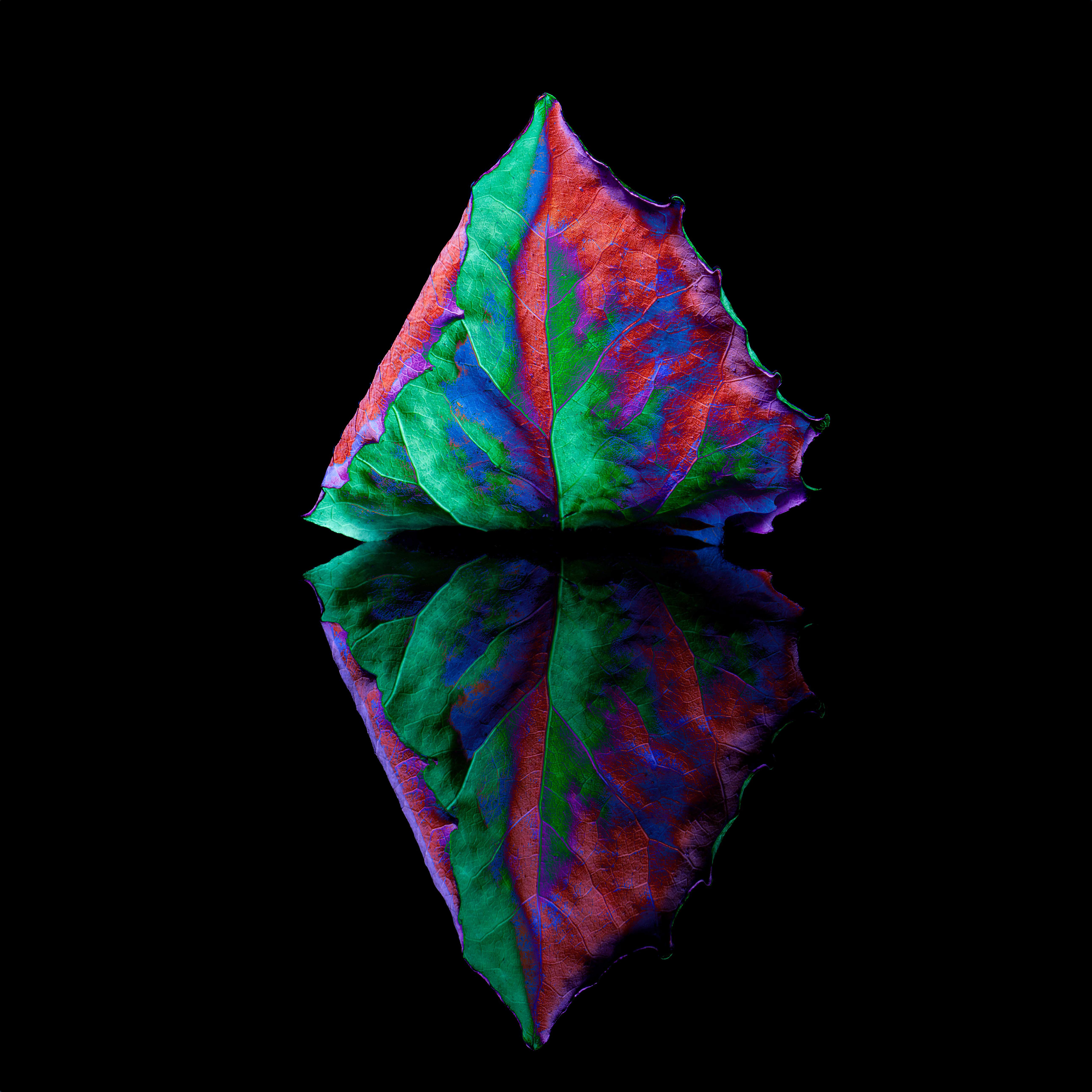 Light Painting Leaf