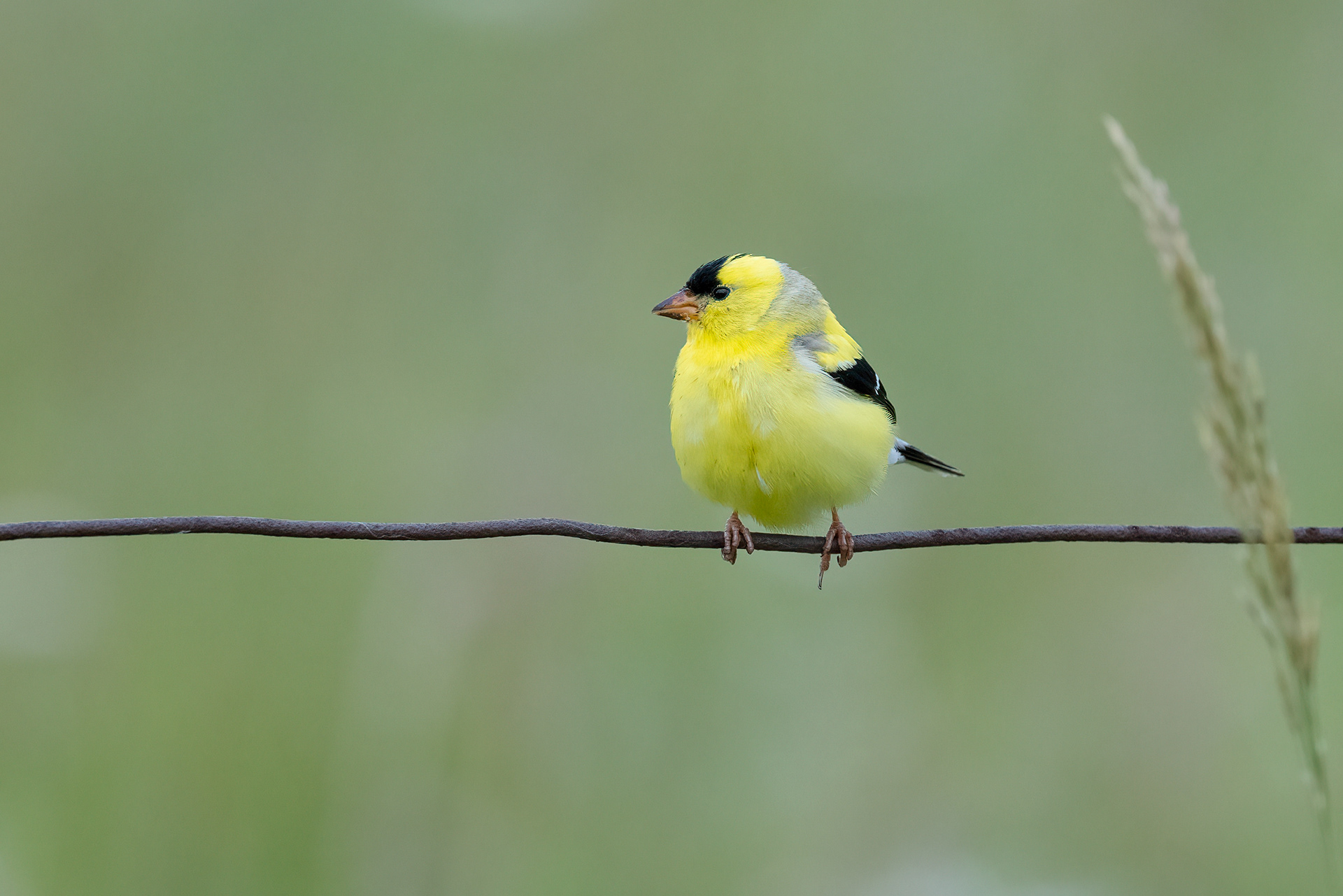 American goldfinch - Carden Alvar