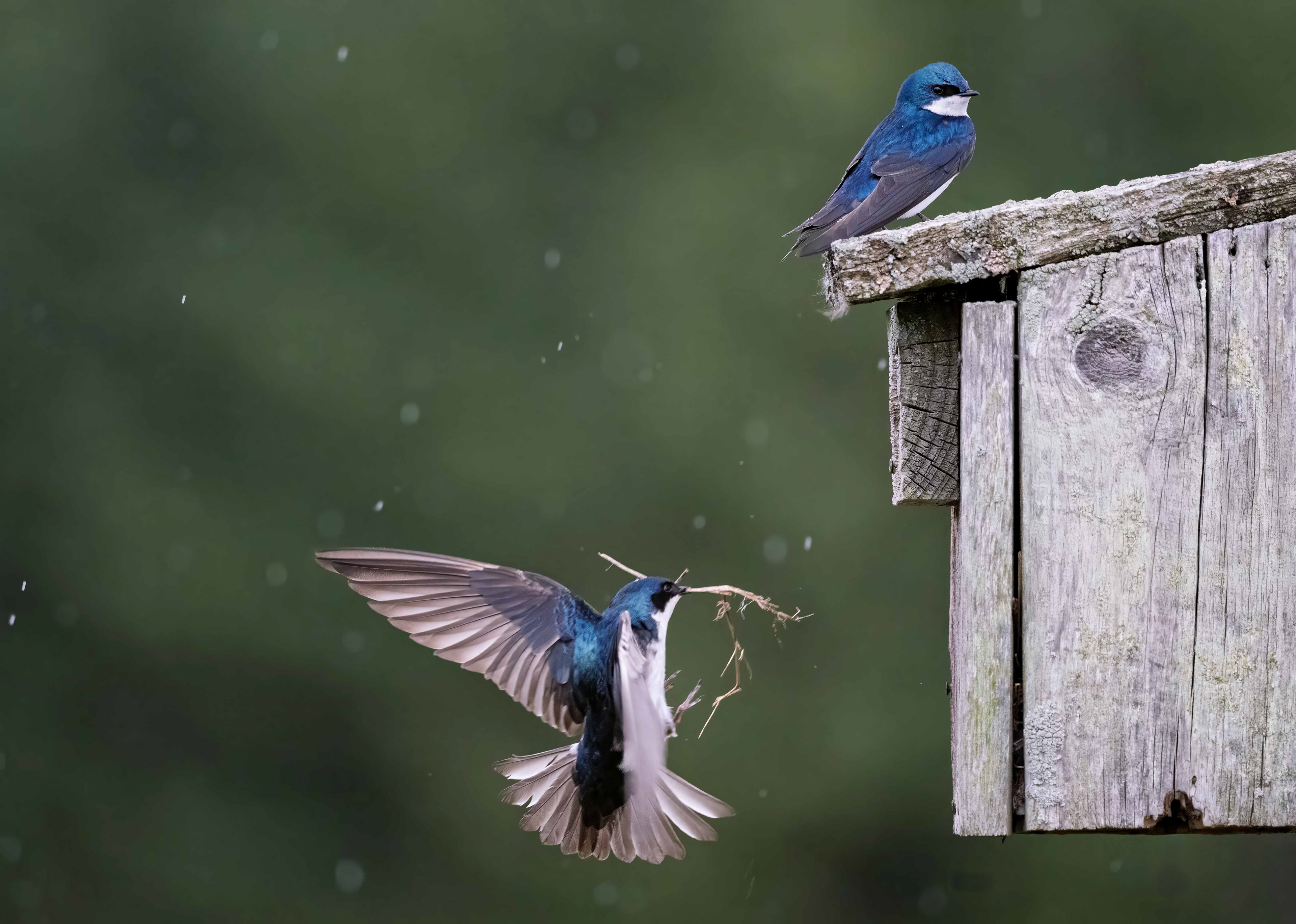 Tree Swallows - RBG