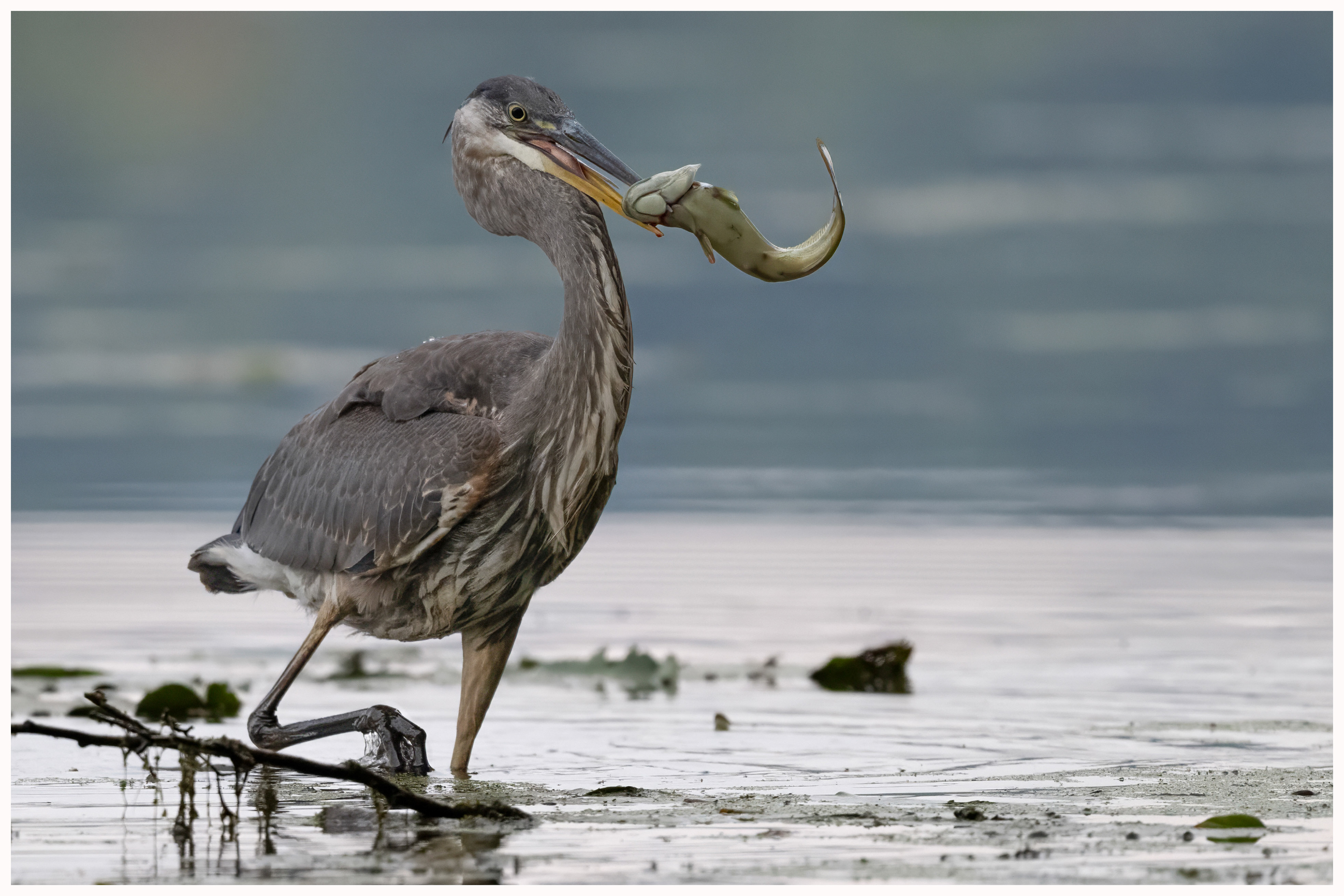 Great Blue Heron - RBG