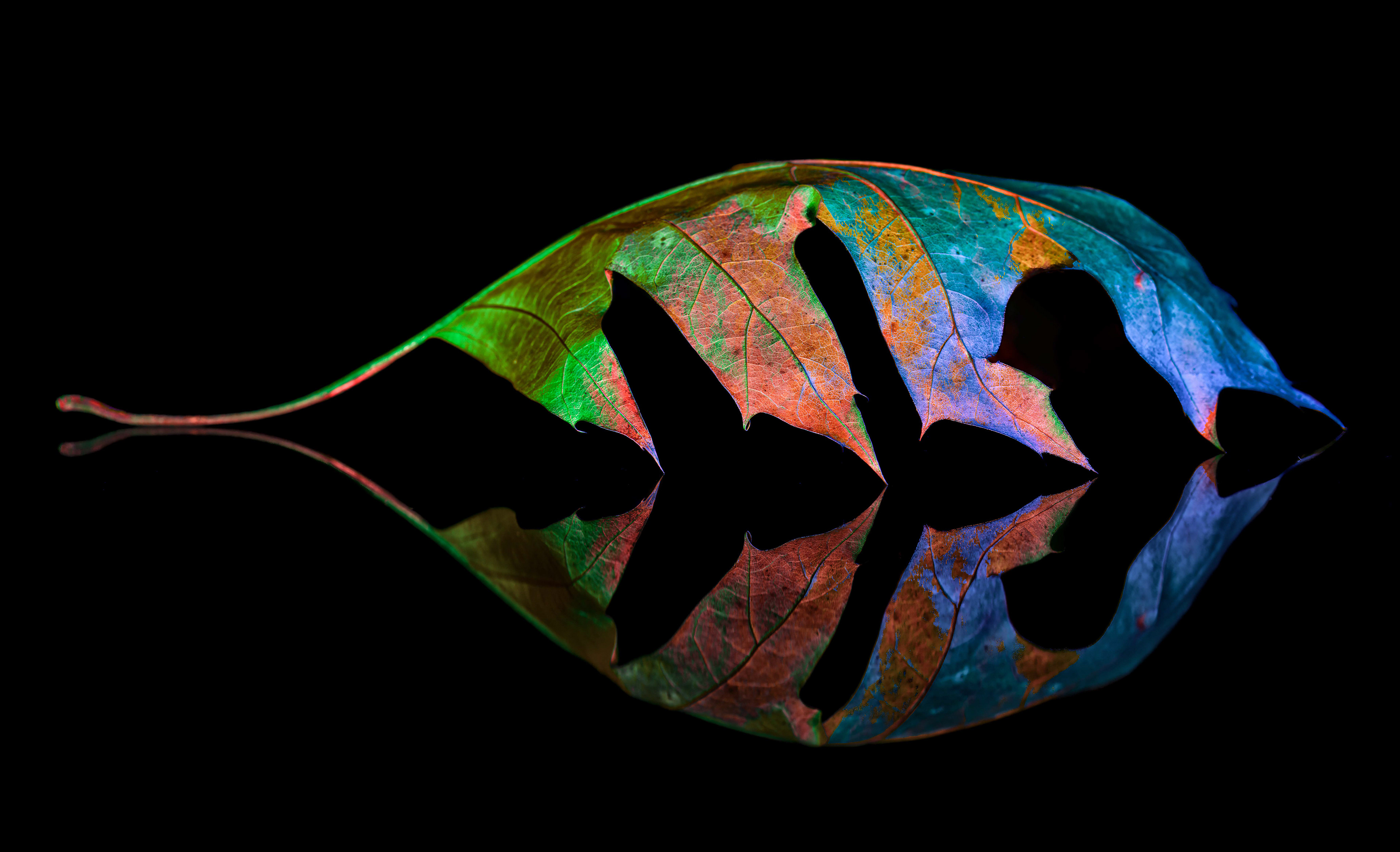 Light Painting Leaf