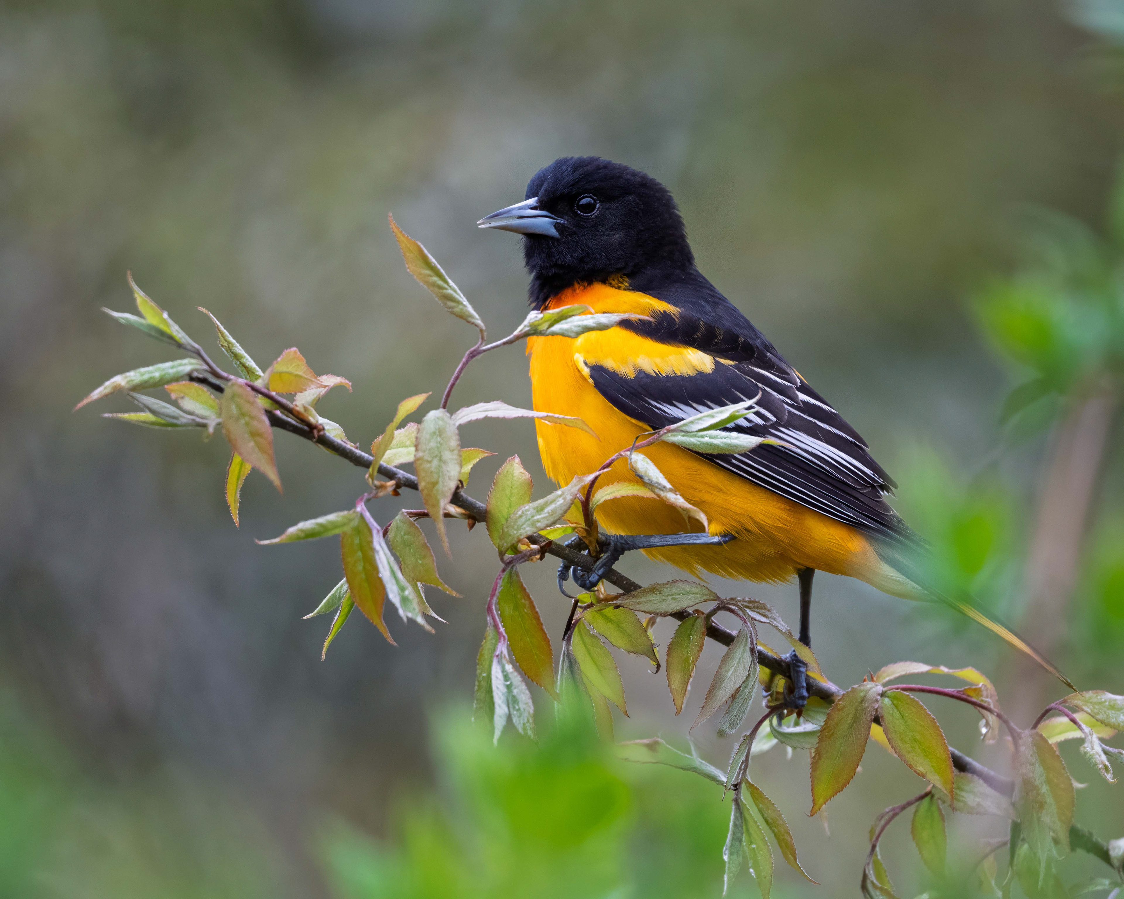 Baltimore Oriole - RBG