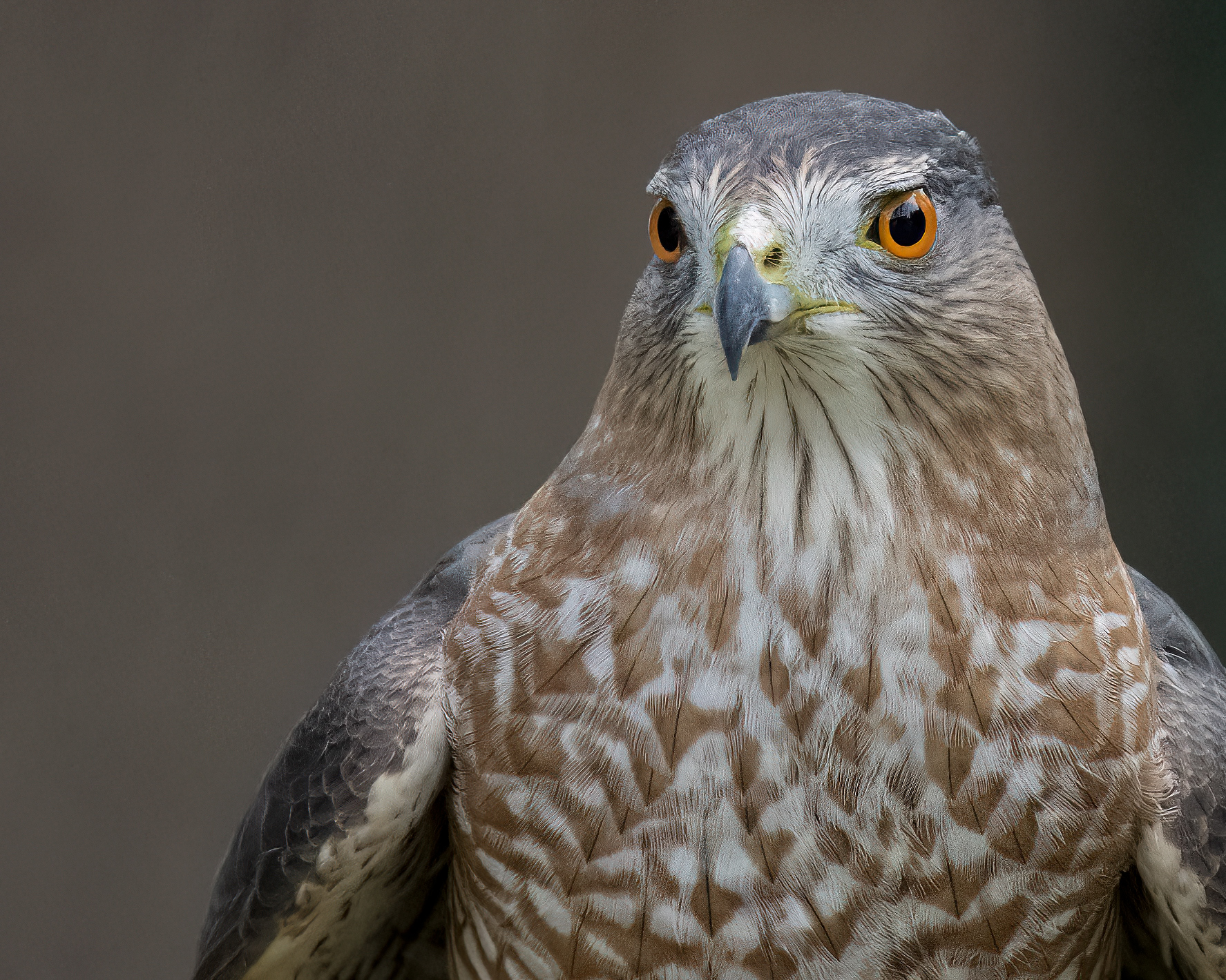 Cooper's Hawk - Burlington