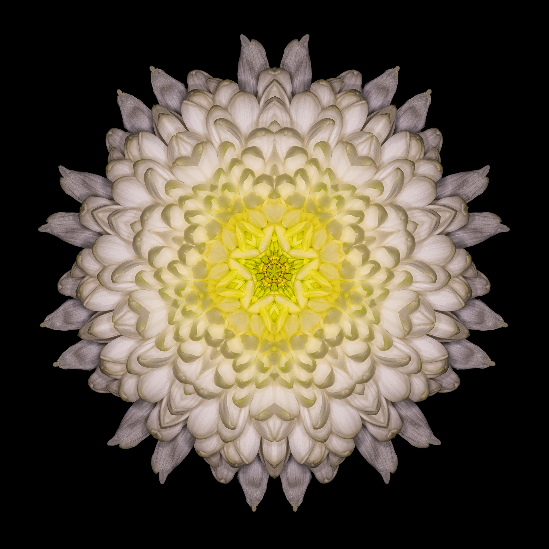 Polar Flowers - Test #7