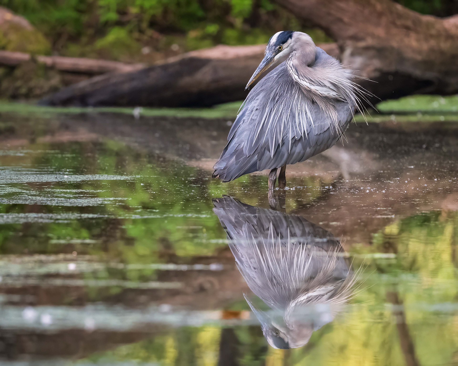 Great Blue Heron - RBG