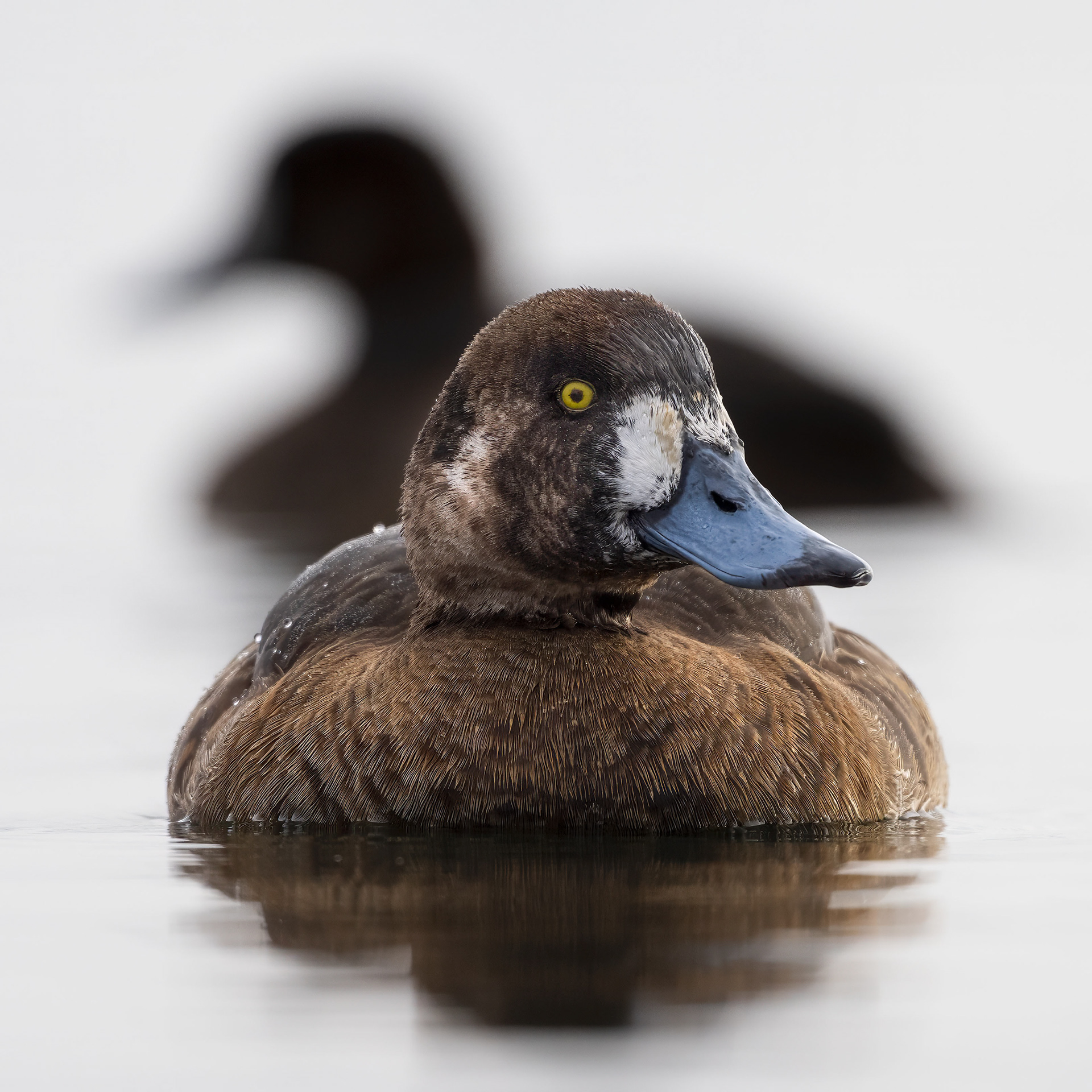 Greater Scaup (female) - Burlington