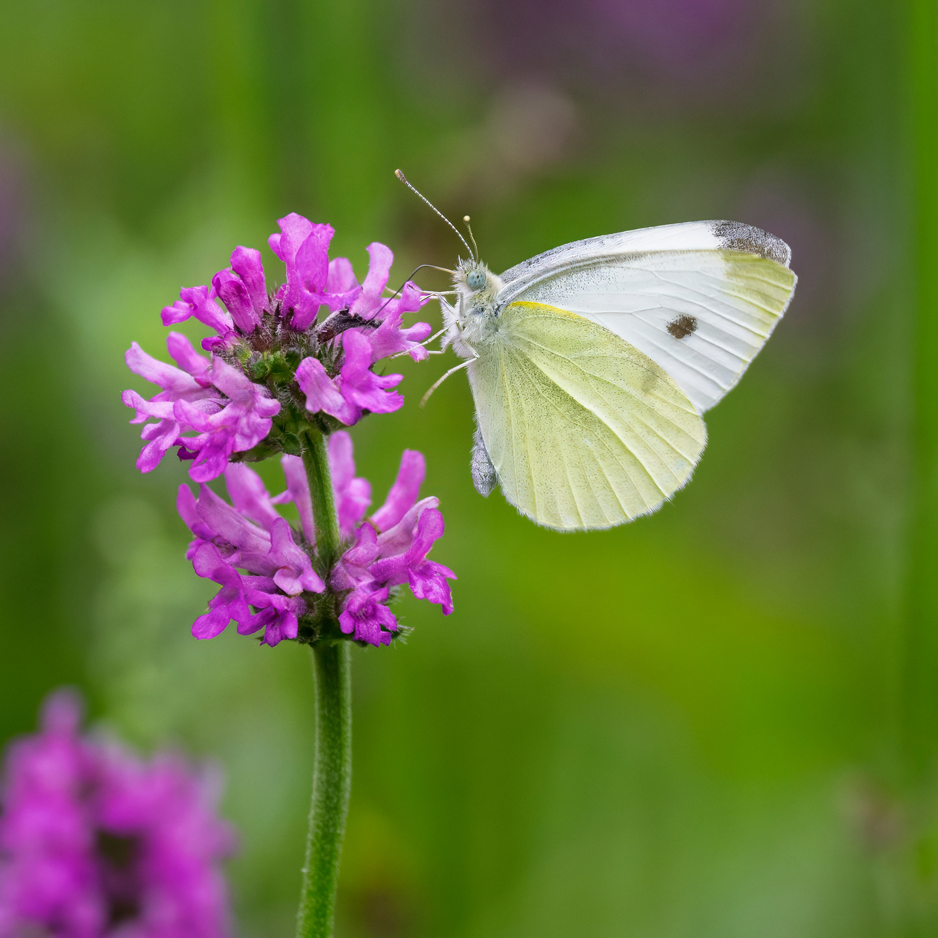Cabbage White Butterfly - RBG