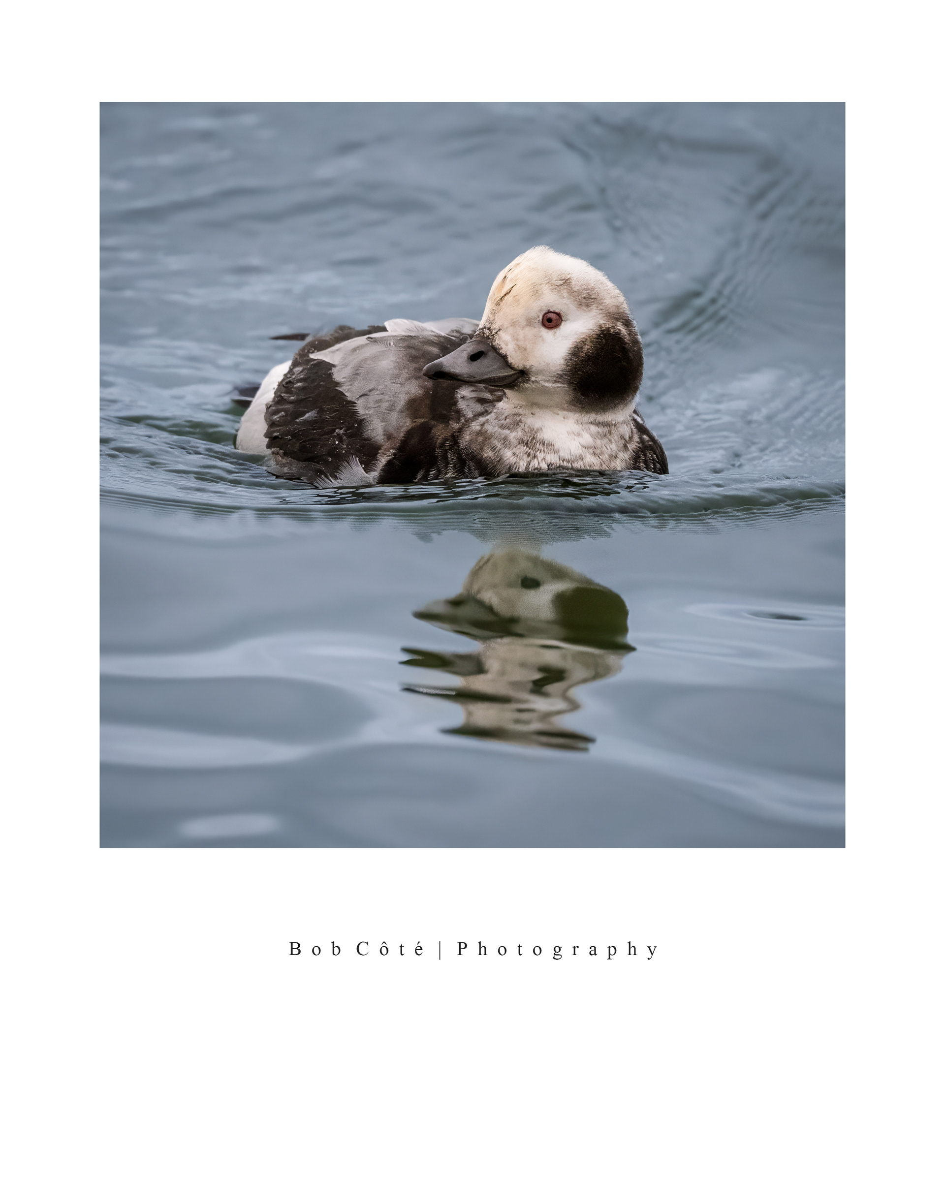 Long-Tailed Duck - Burlington