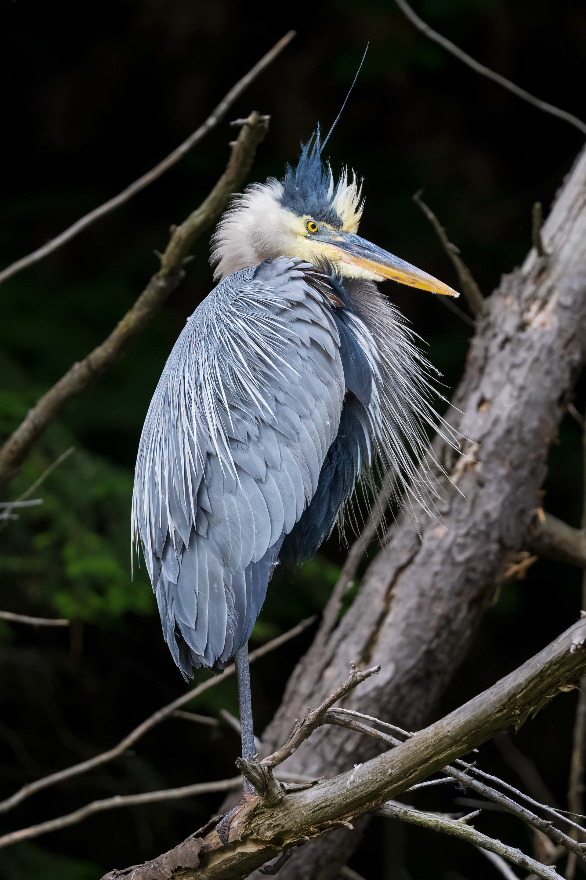 Great Blue Heron - Oakville