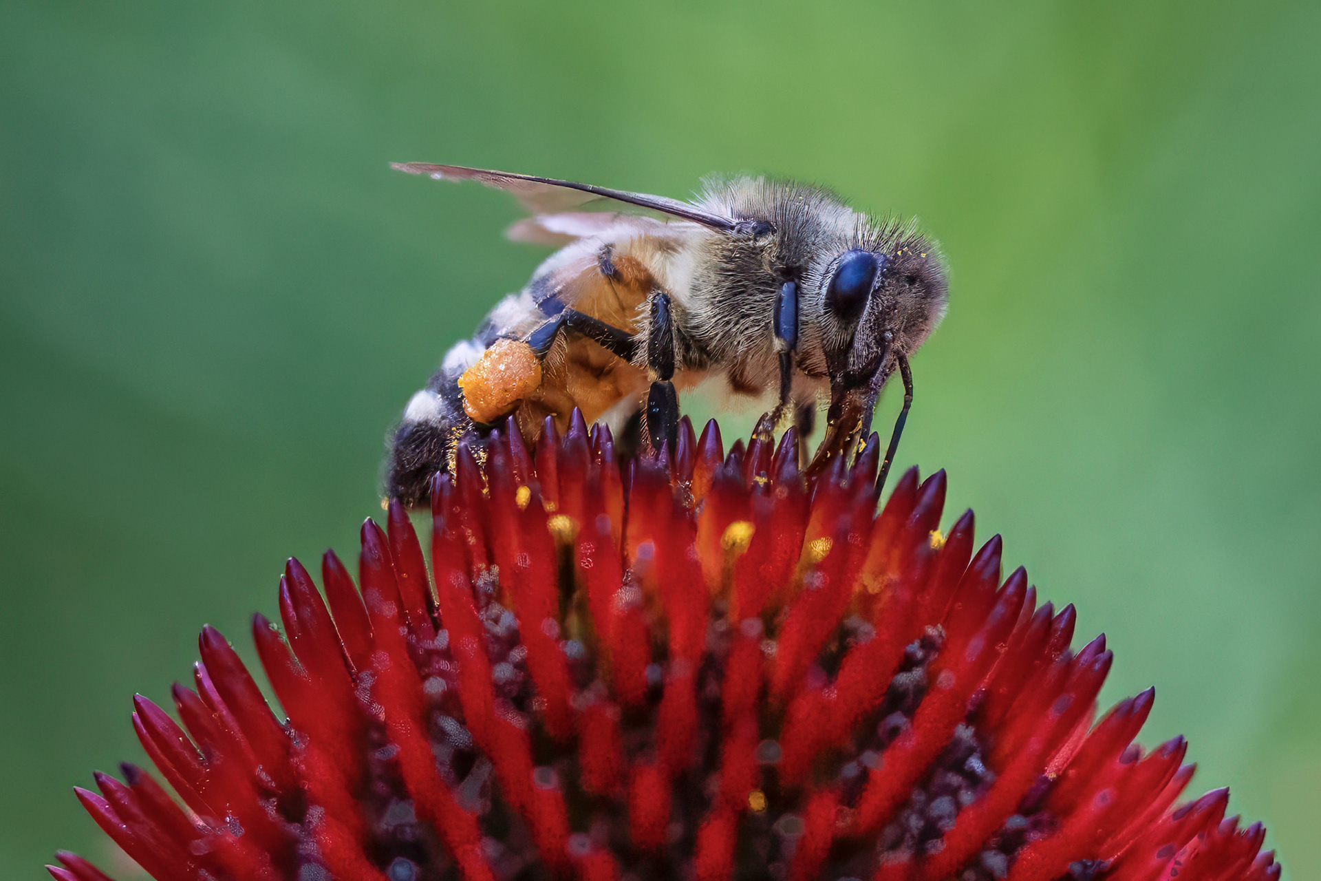 Honey Bee - RBG