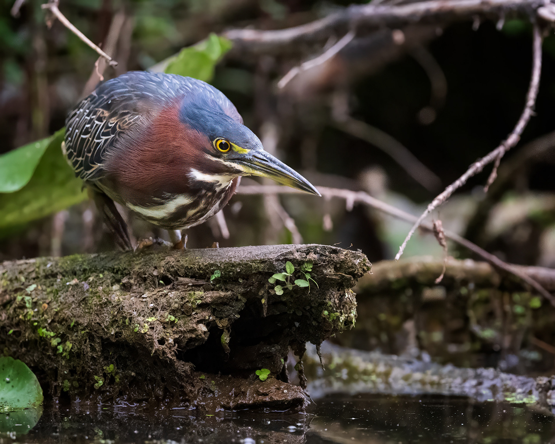 Green Heron - RBG