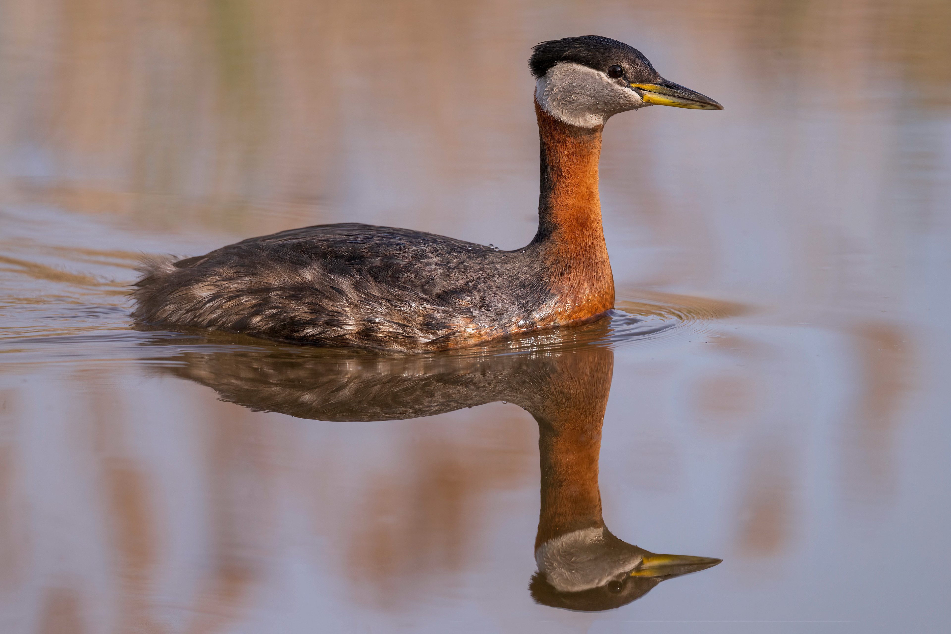 Red-necked Grebe -  Oakville
