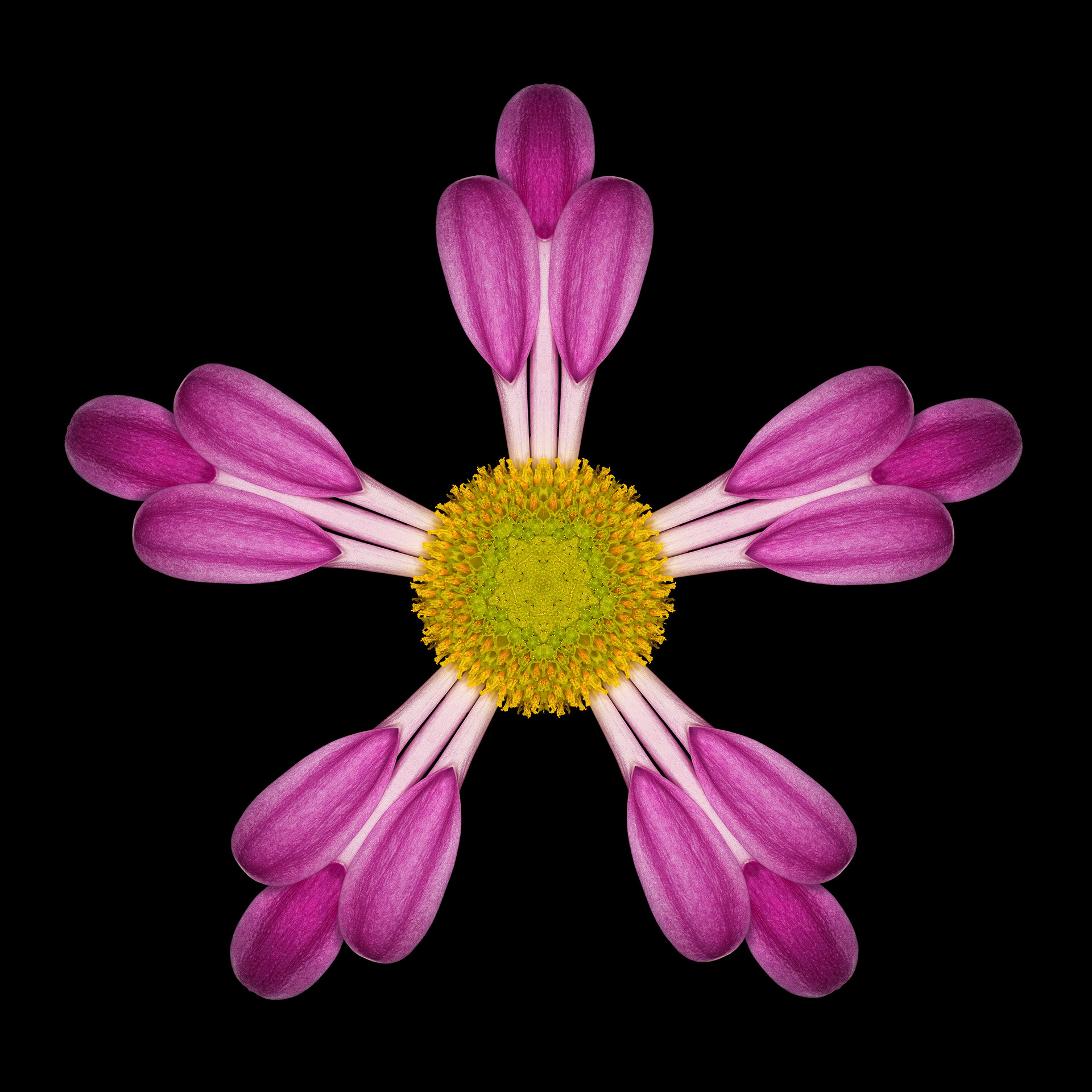 Polar Flowers - Test #6