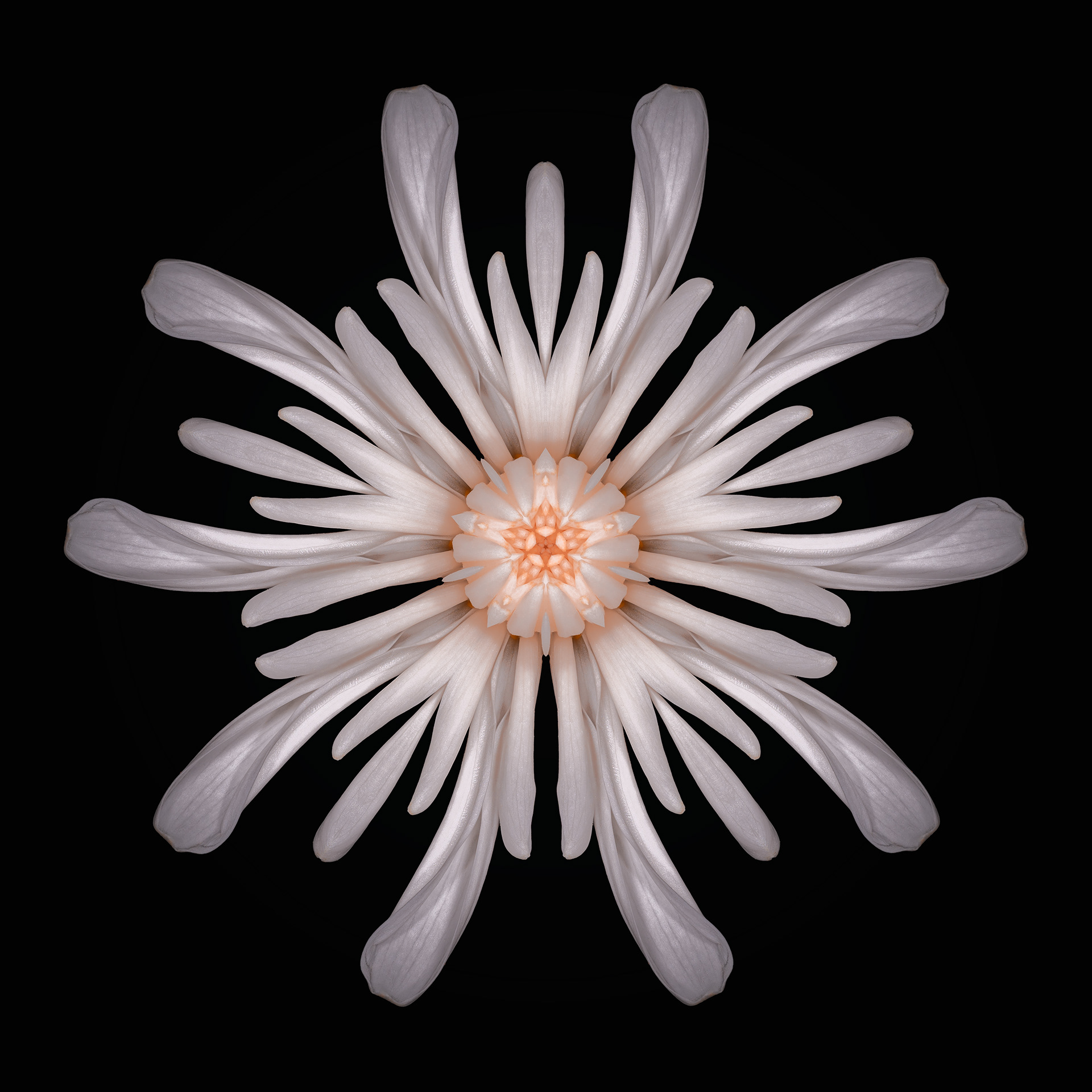 Polar Flowers - Test #9