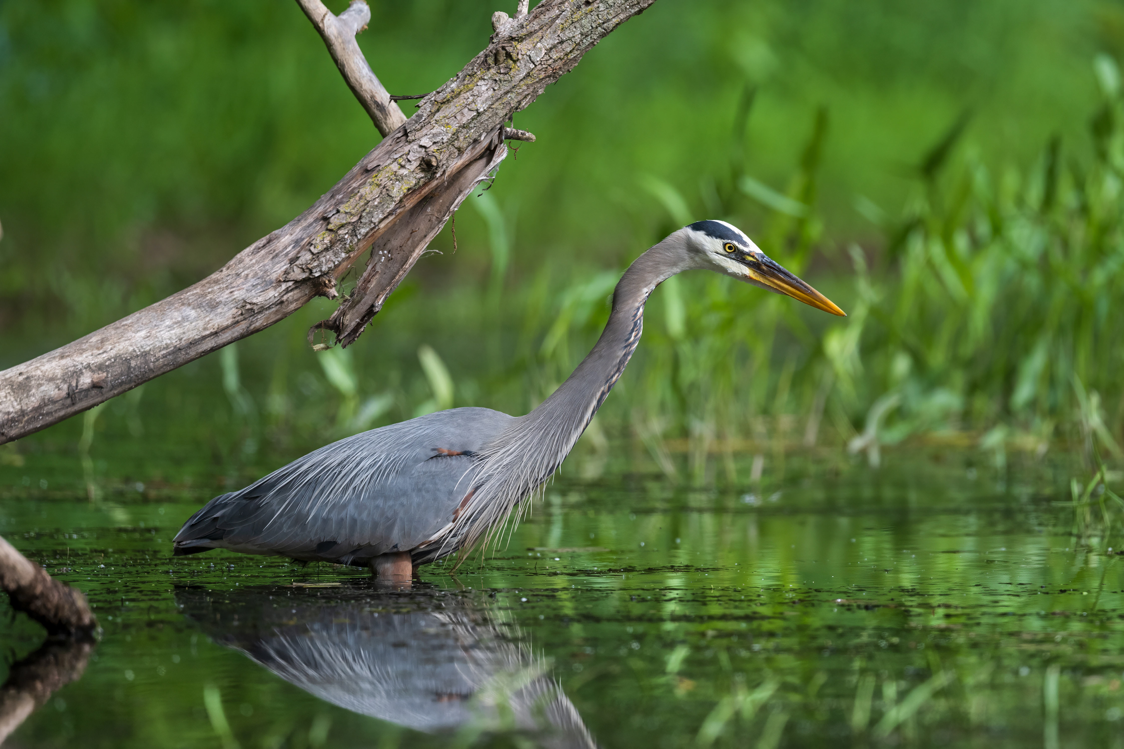 Great Blue Heron - Oakville