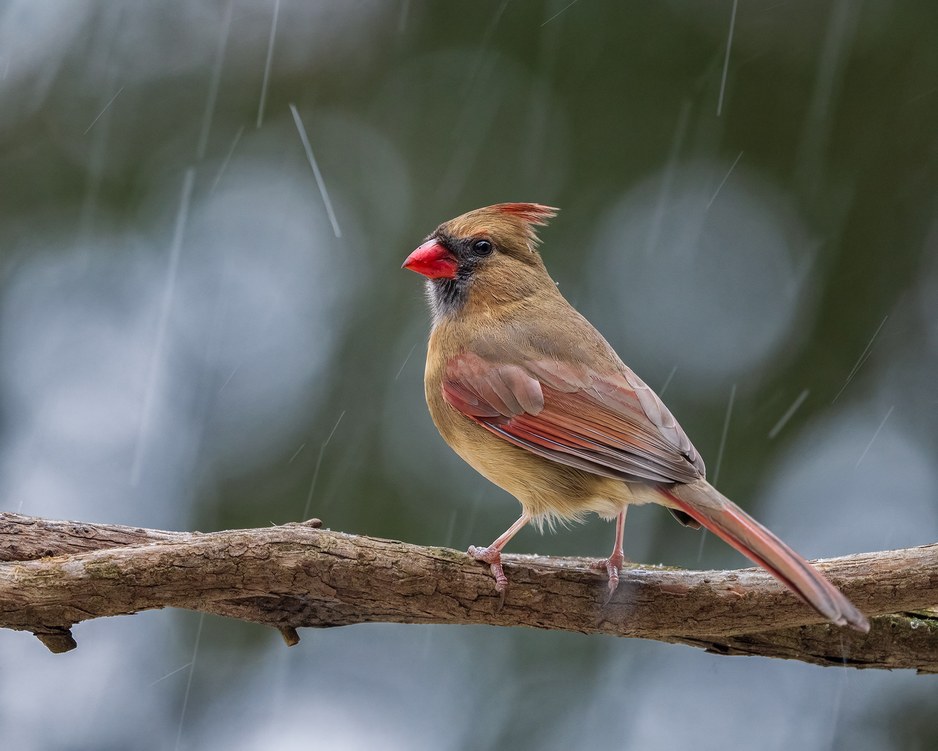 Northern Cardinal (Female) - Burlington