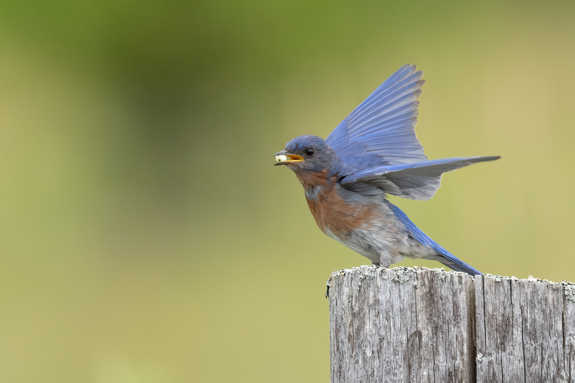 Eastern Bluebird - Carden Alvar