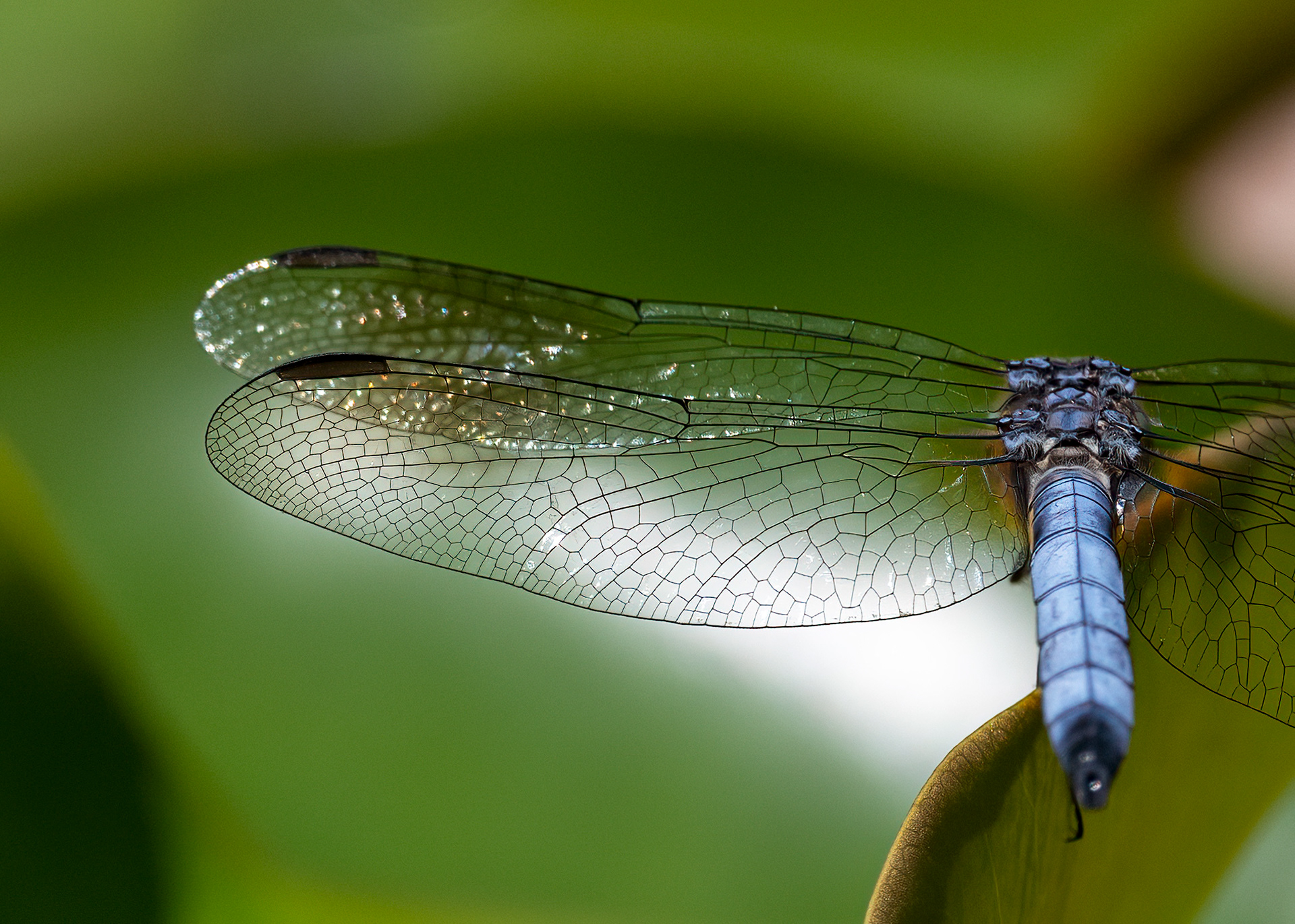 Blue Dasher Dragonfly - RBG