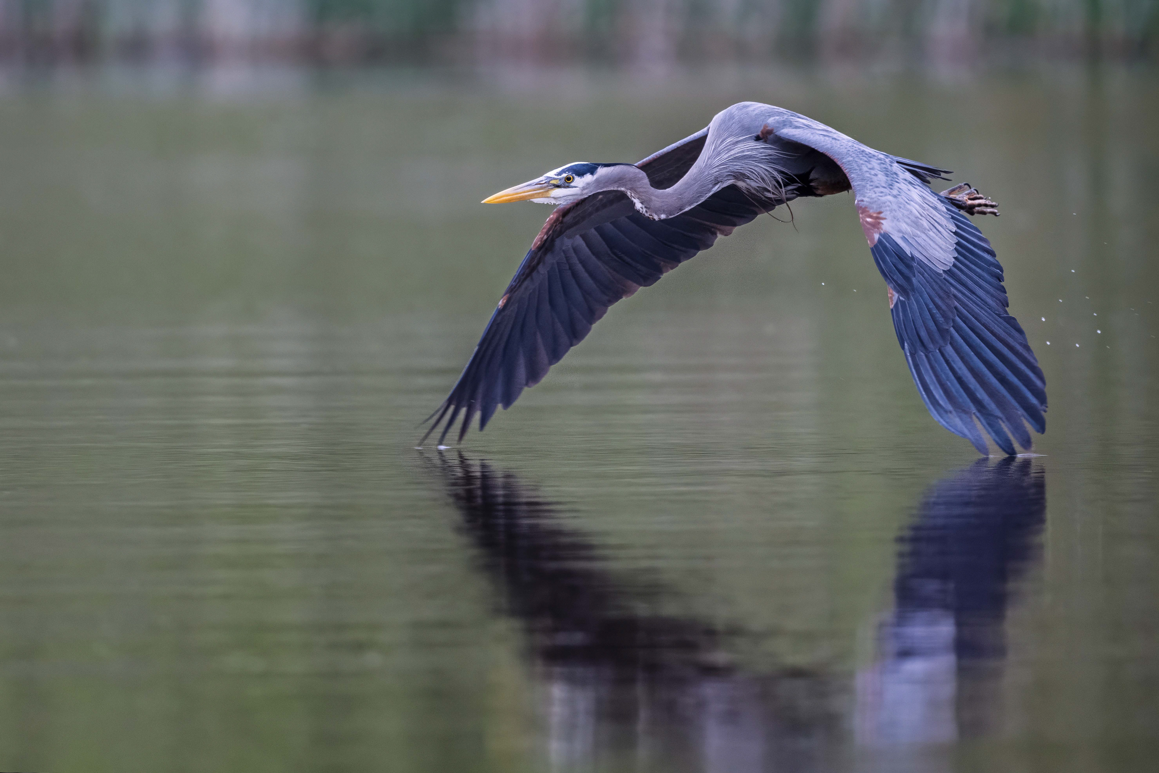 Great Blue Heron - RBG