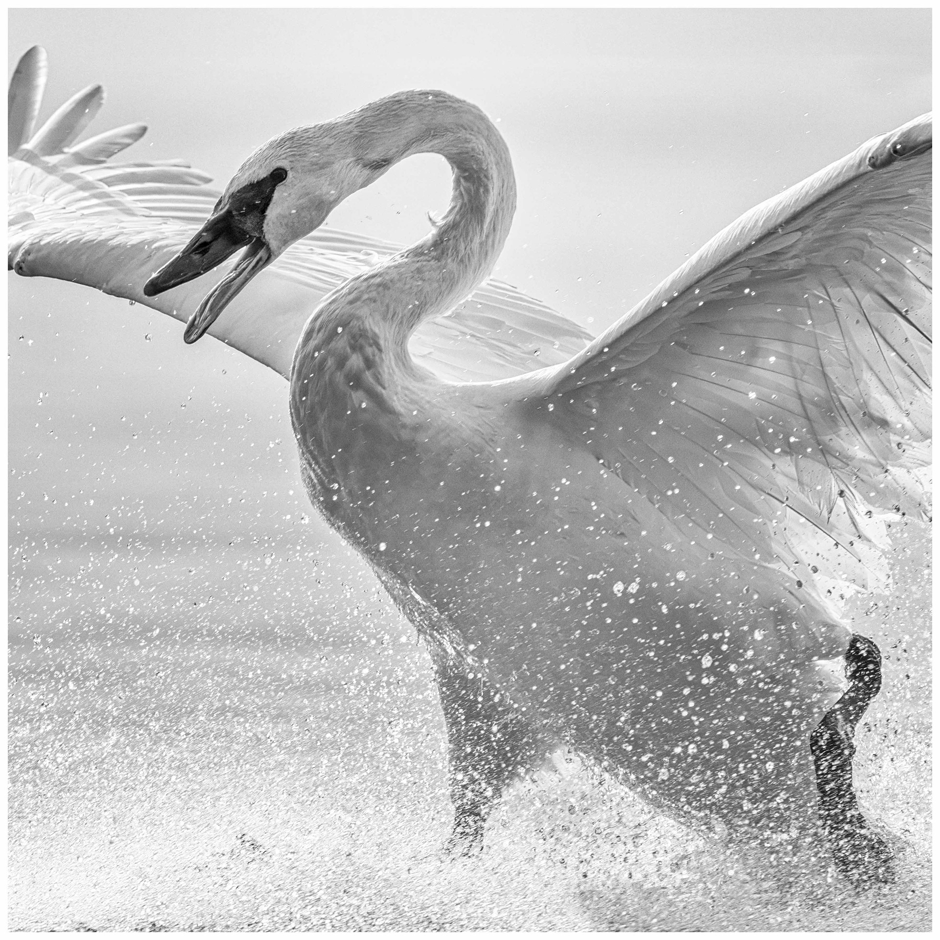 Trumpeter Swan - LaSalle Park