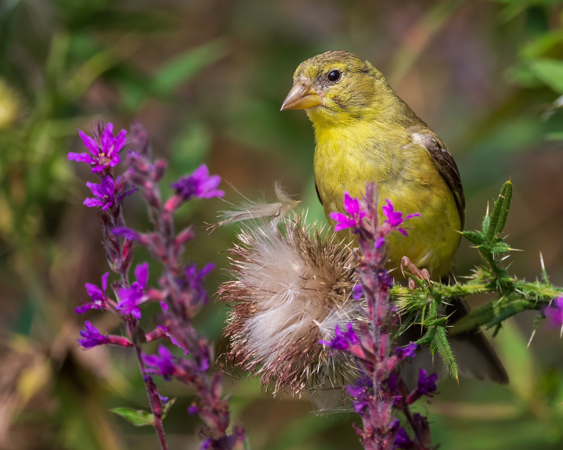 American Goldfinch - RBG